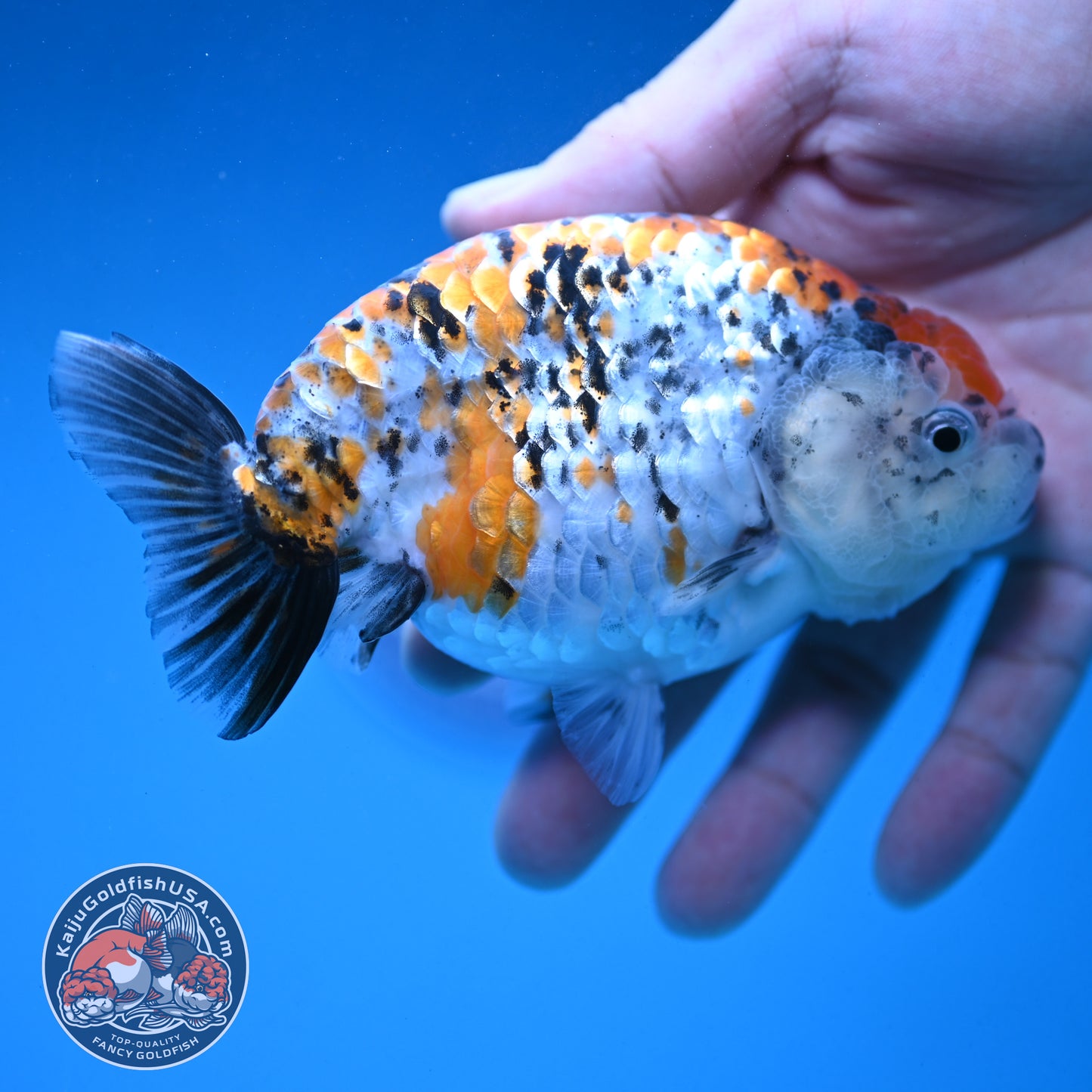 Calico Ranchu 4.5 inch Body (250926_RC02)