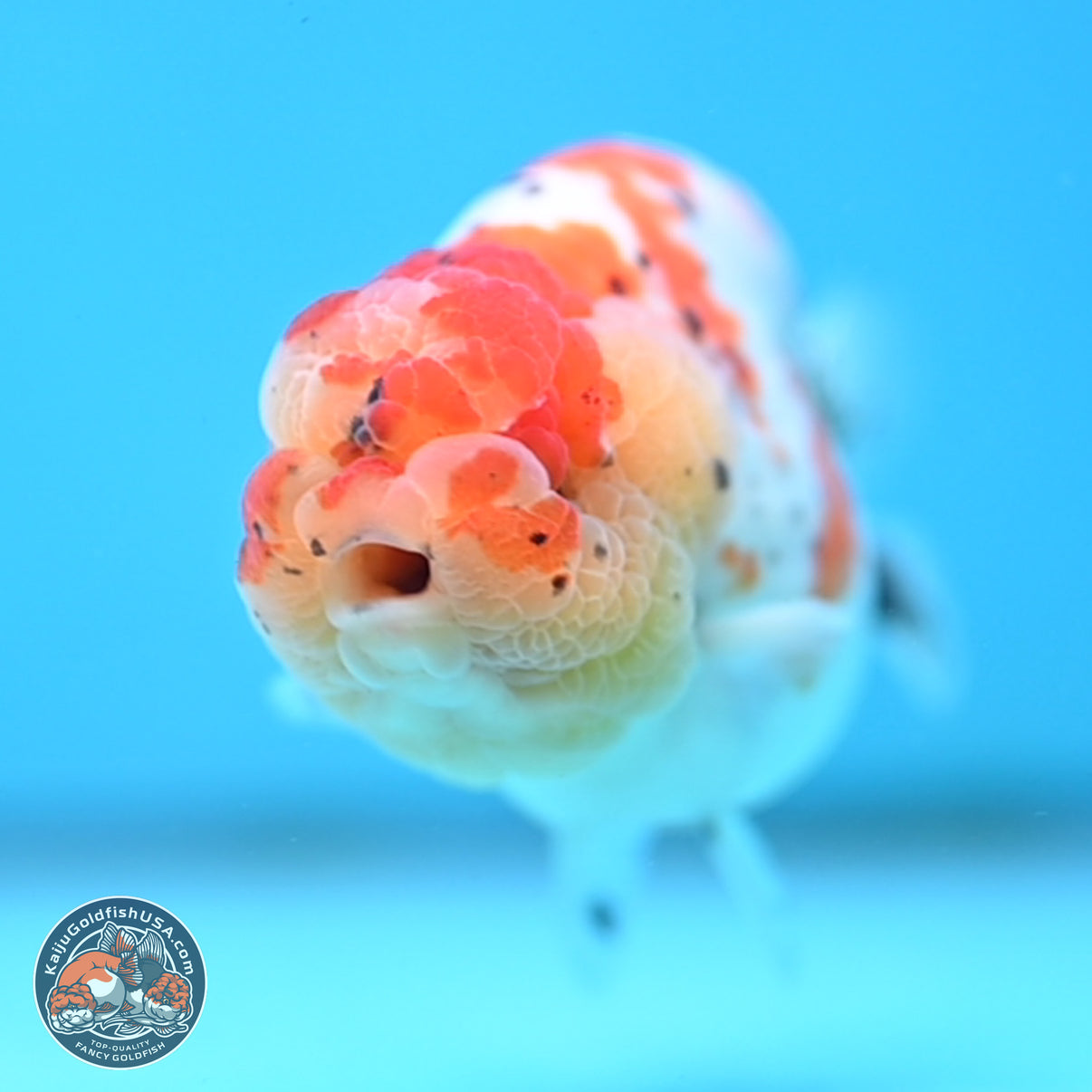 Tricolor Sakura Ranchu Goldfish for Sale | Kaiju Goldfish USA