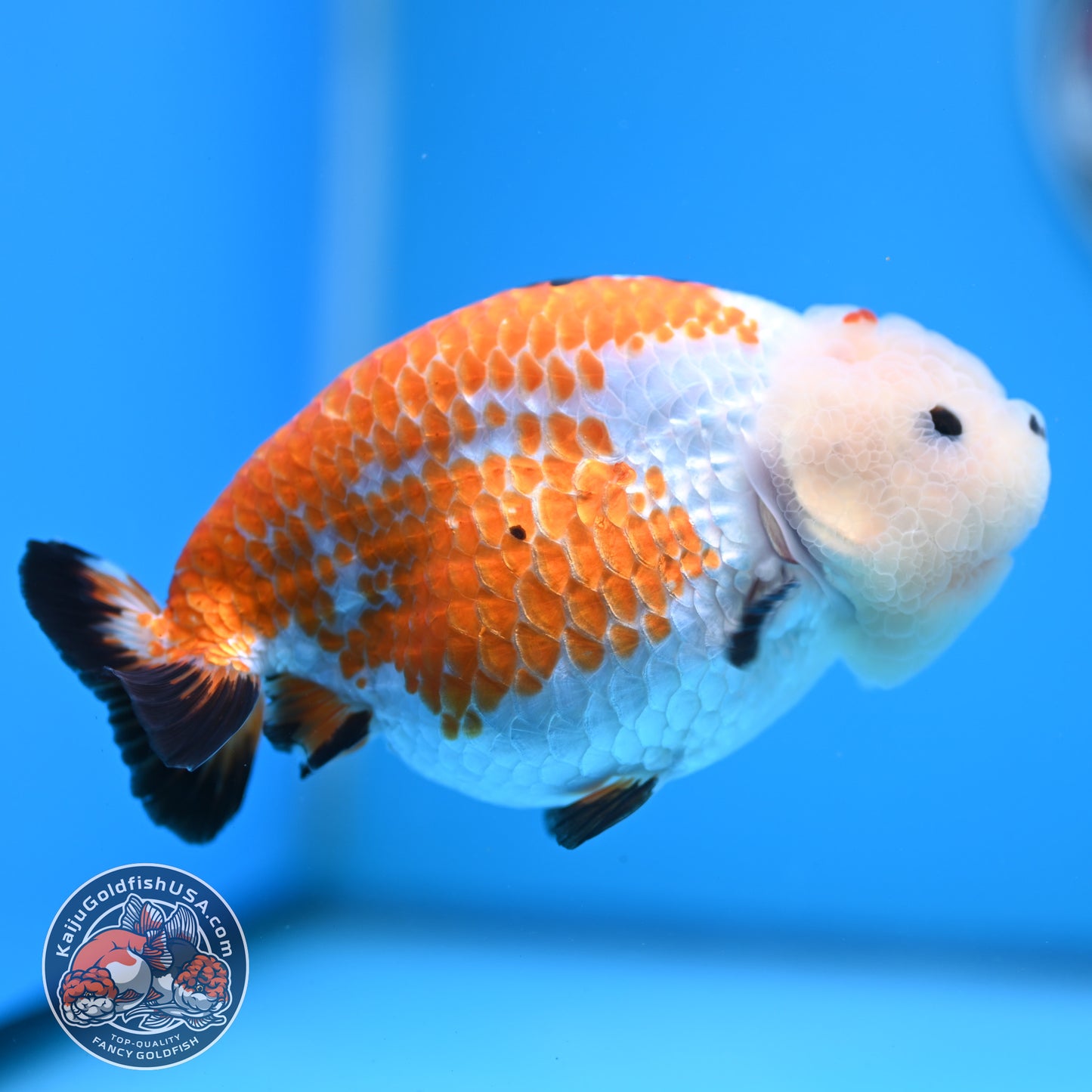 Tricolor Tiny Tail Ranchu 4.75 inches Body (250523_RC02)