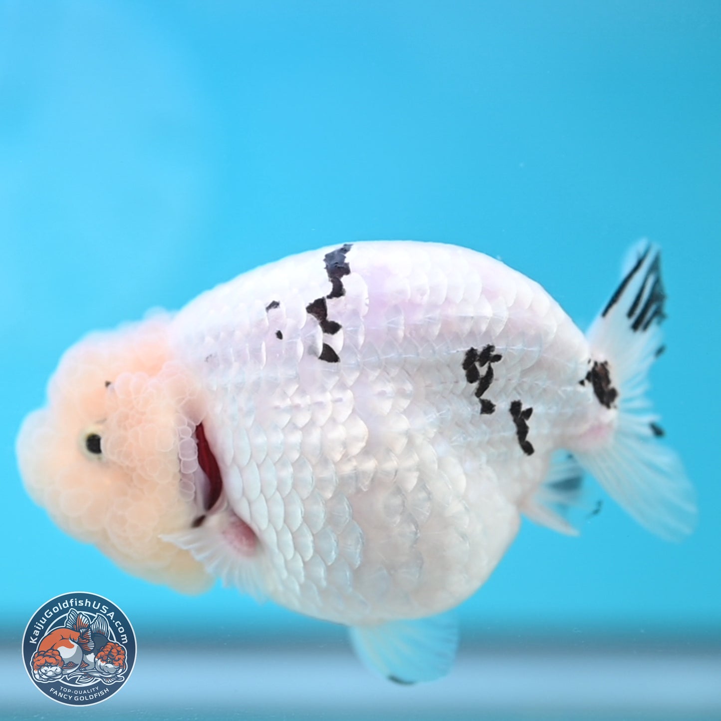 Jade Head White Tiger Ranchu 4 inches Body - Female (250131_RC02)