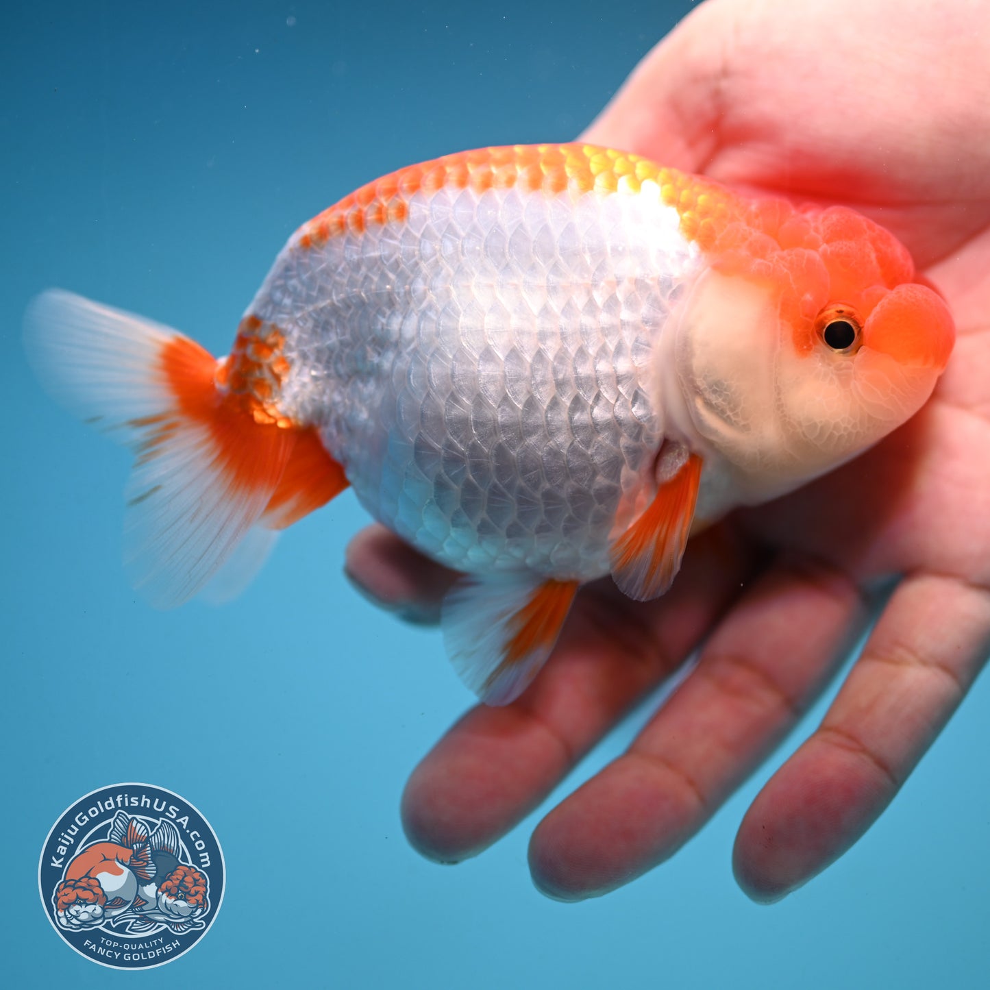 Red White Buffalo Ranchu 4 inch Body (250919_RC02)