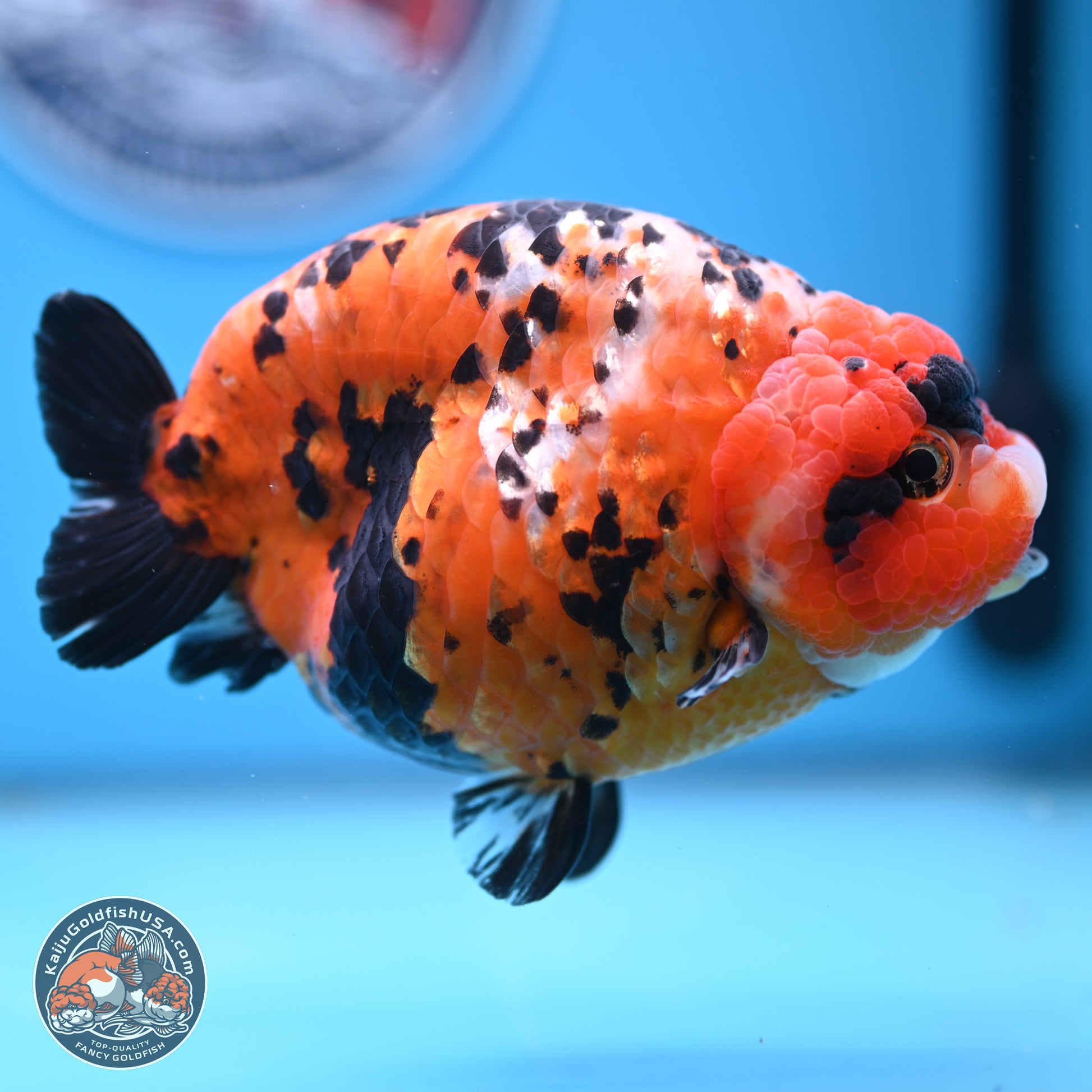 Jumbo Tricolor Cow Ranchu 5.5 inches Body - Female (241227_RC02) - Kaiju Goldfish USA