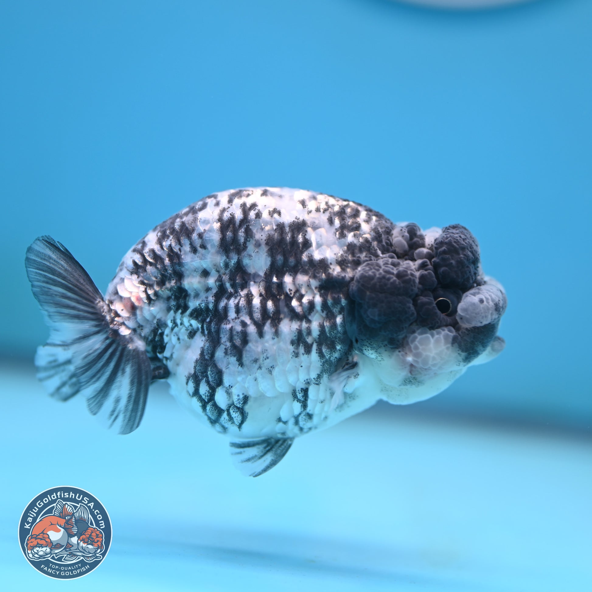 Blue Based Tiger Ranchu 3.5 inches Body - Female (250117_RC02) - Kaiju Goldfish USA