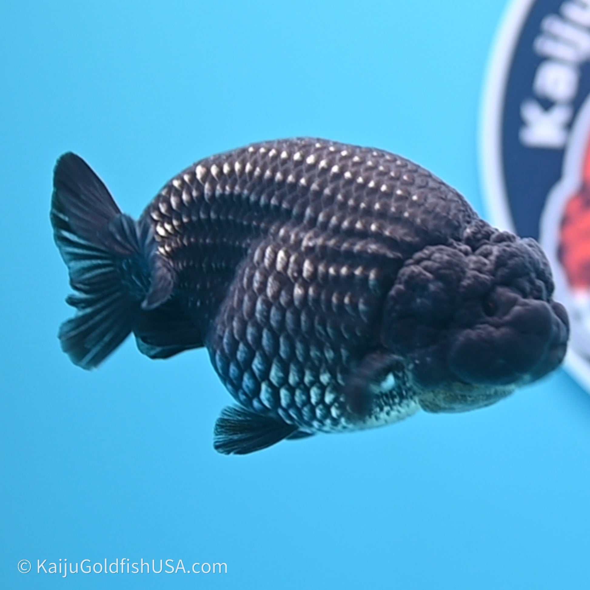 Black Platinum Ranchu 3.5 in Body (240719_RC02) - Kaiju Goldfish USA