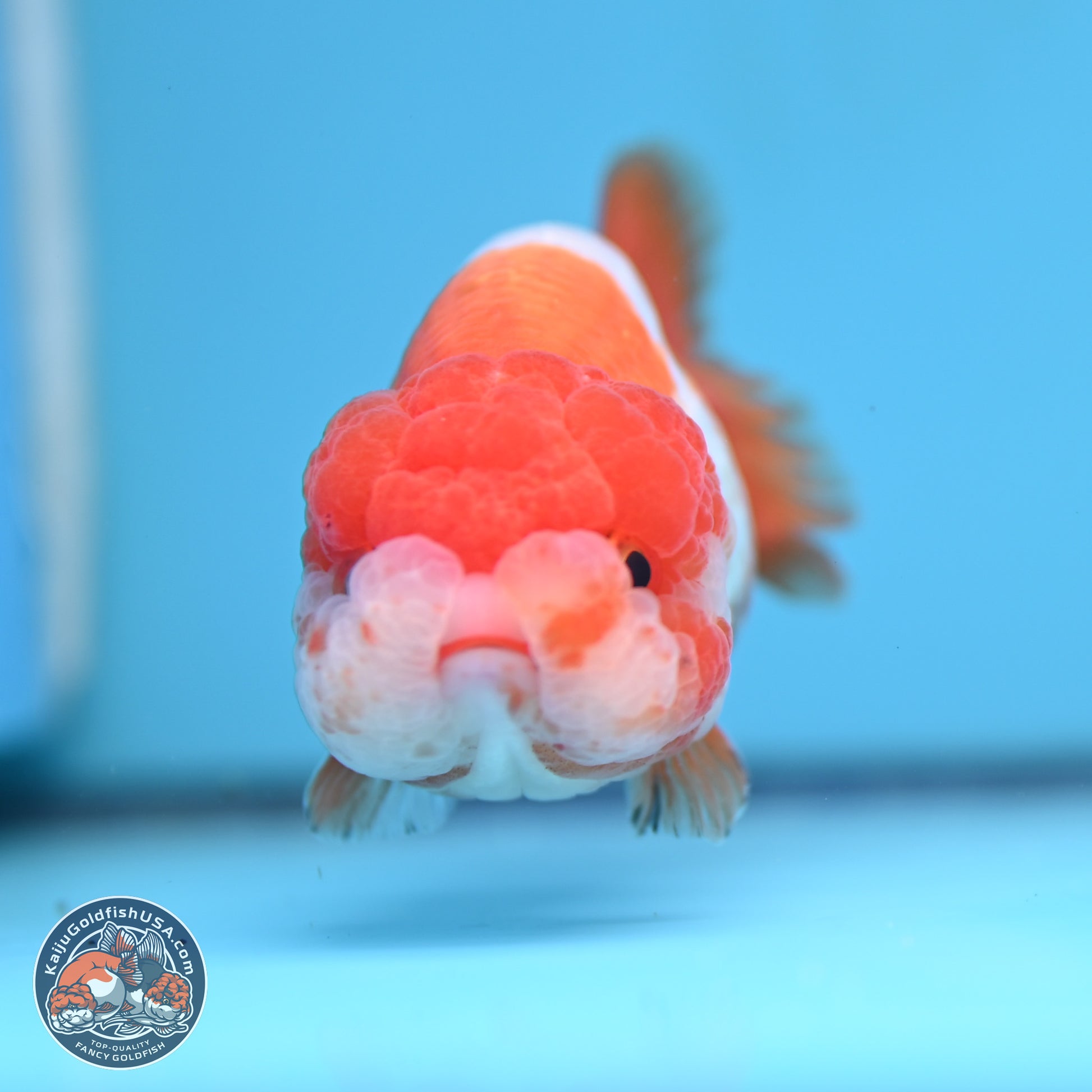 Red White Lionchu 3.5in body (240809_RC02) - Kaiju Goldfish USA