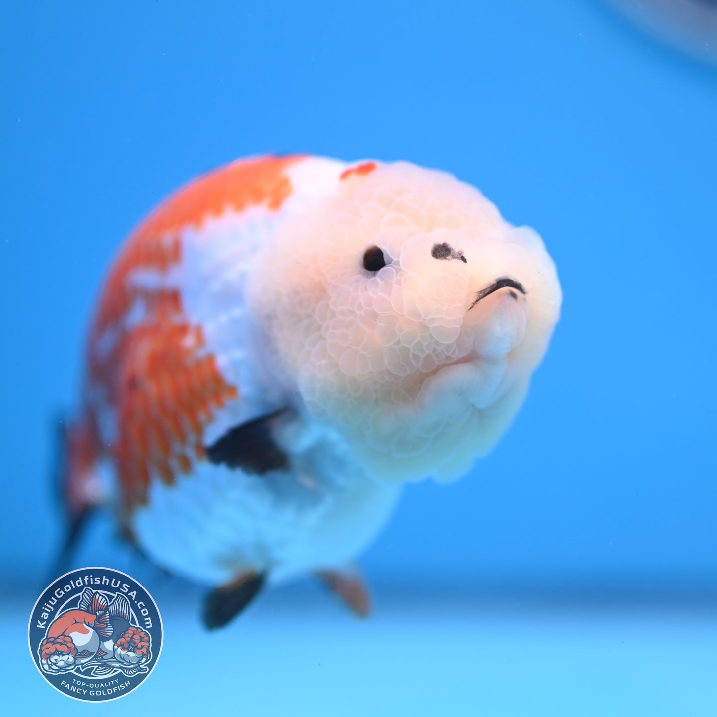 Tricolor Tiny Tail Ranchu 4.75 inches Body (250523_RC02)