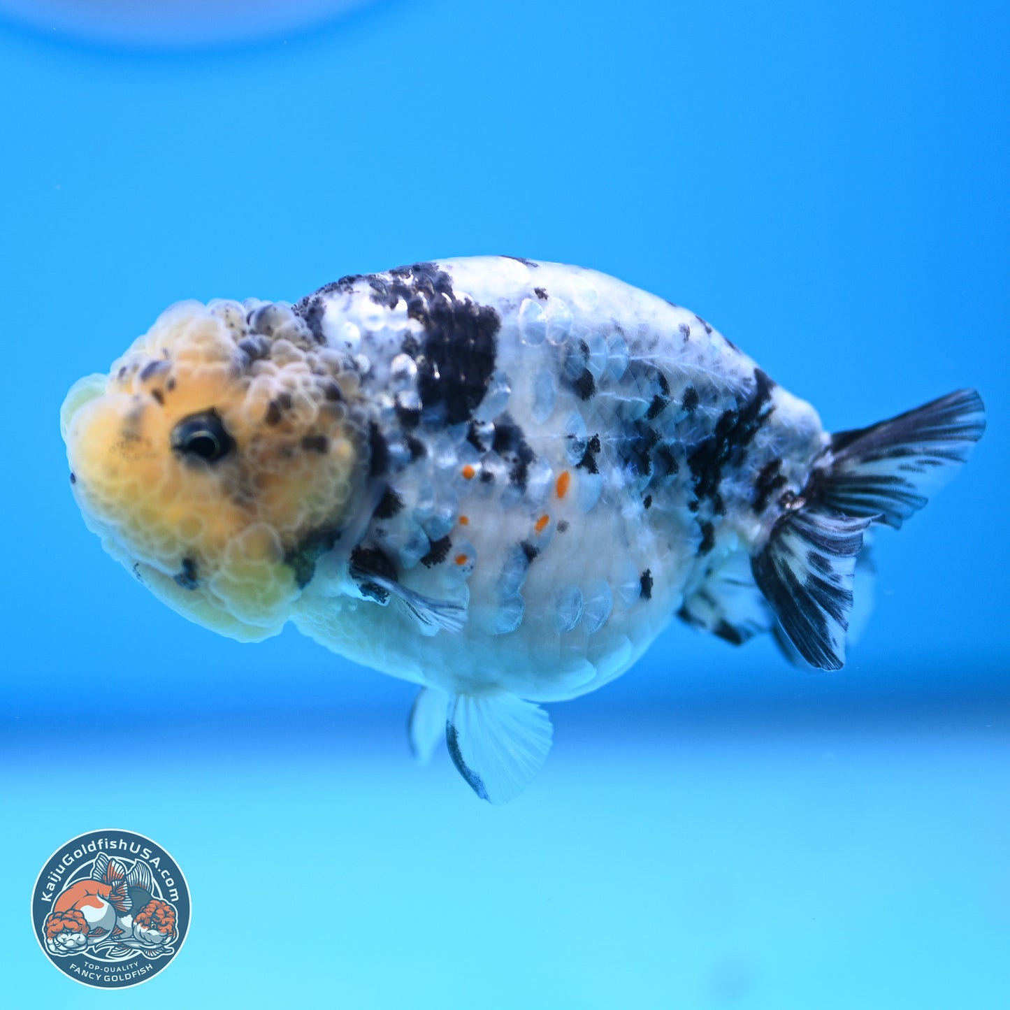 White Tiger Ranchu 3.5 inches (241018_RC02)