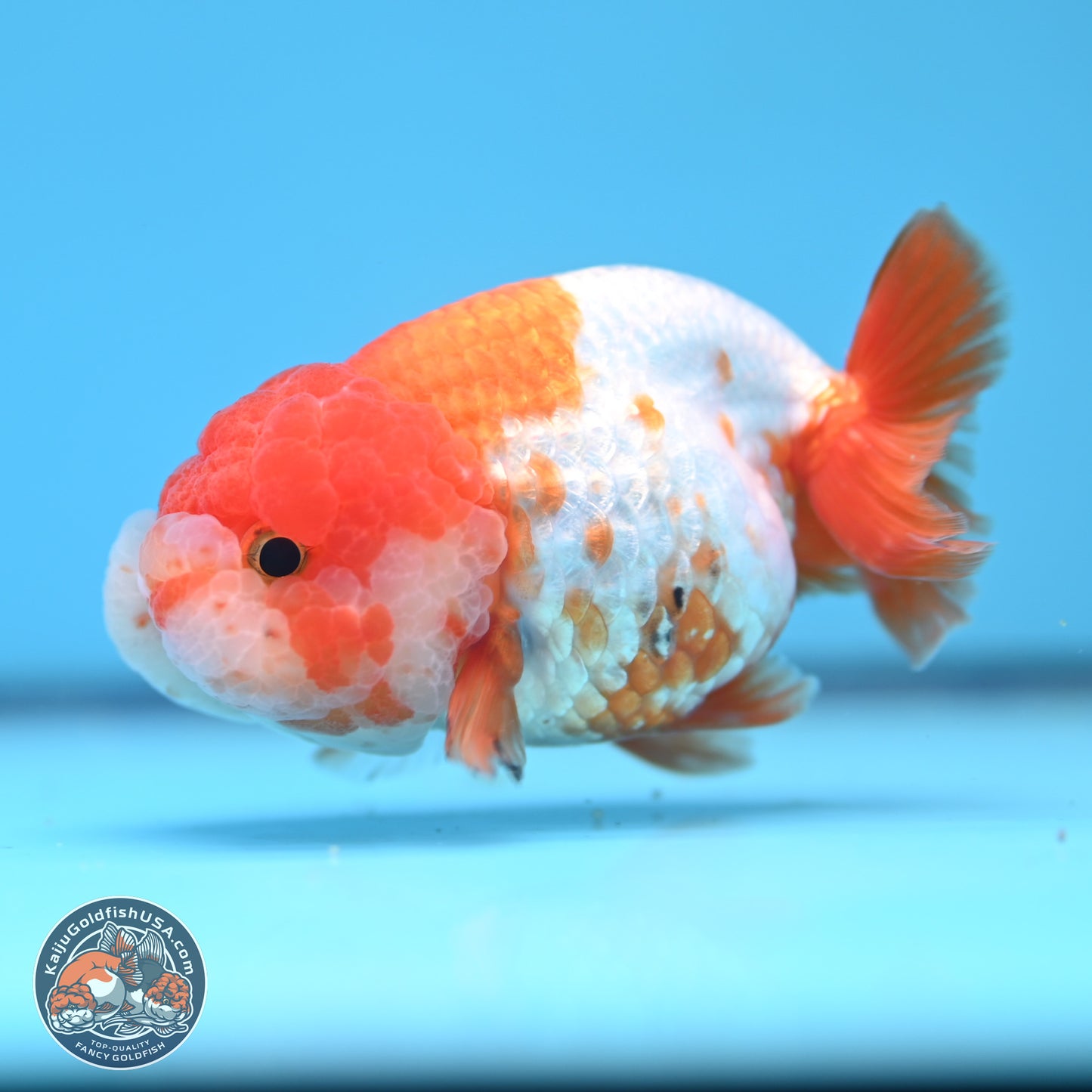 Red White Lionchu 3.5in body (240809_RC02) - Kaiju Goldfish USA