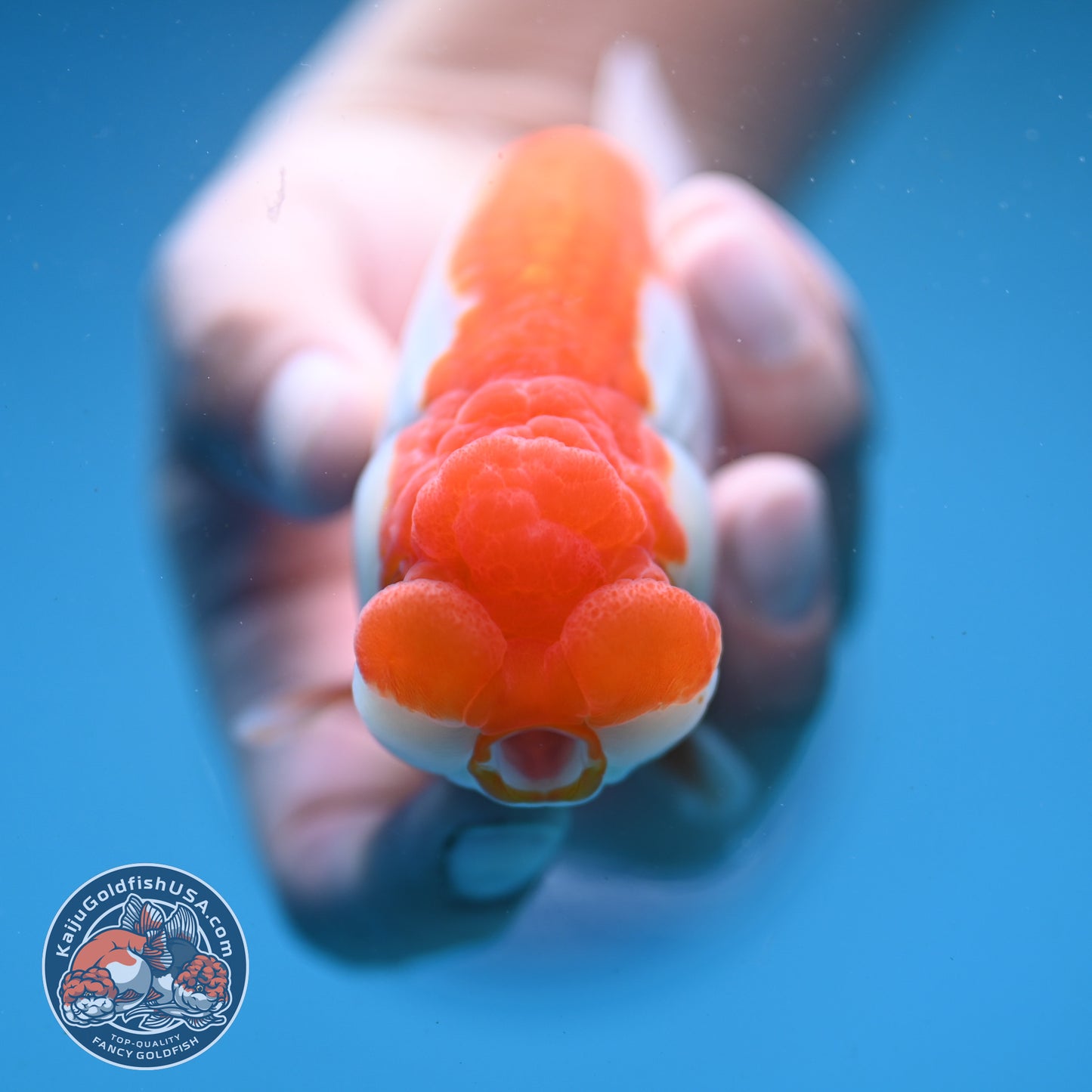 Red White Buffalo Ranchu 4 inch Body (250919_RC02)