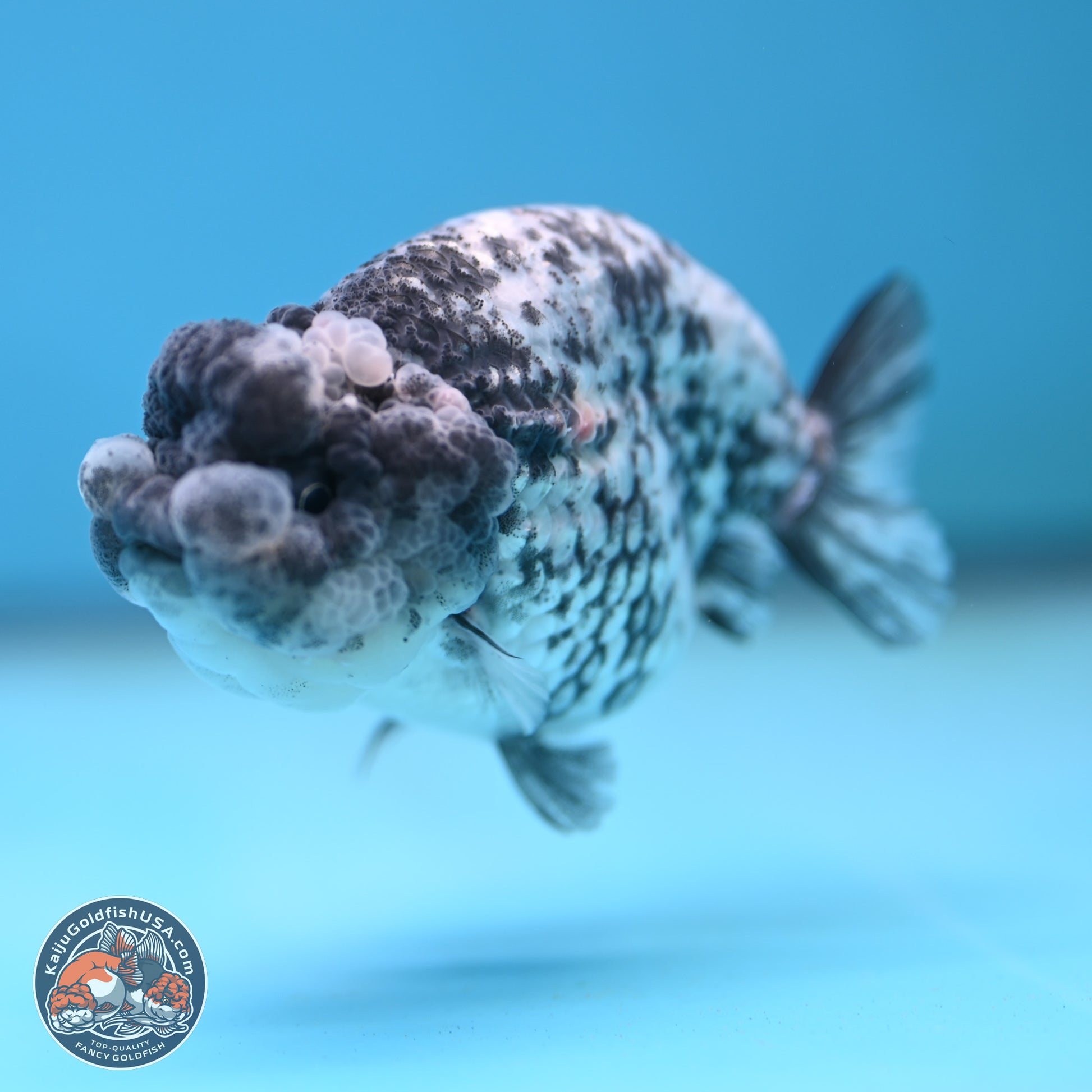 Blue Based Tiger Ranchu 3.5 inches Body - Female (250117_RC02) - Kaiju Goldfish USA