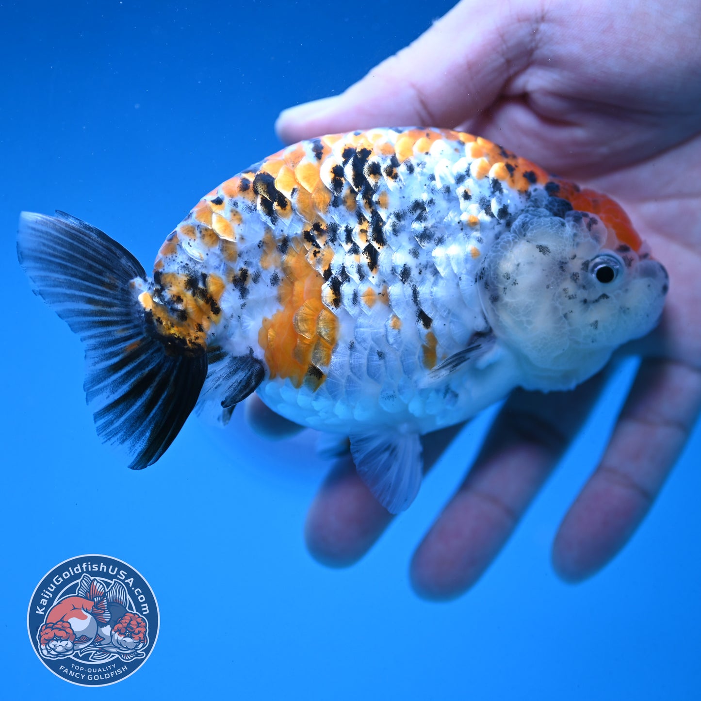 Calico Ranchu 4.5 inch Body (250926_RC02)
