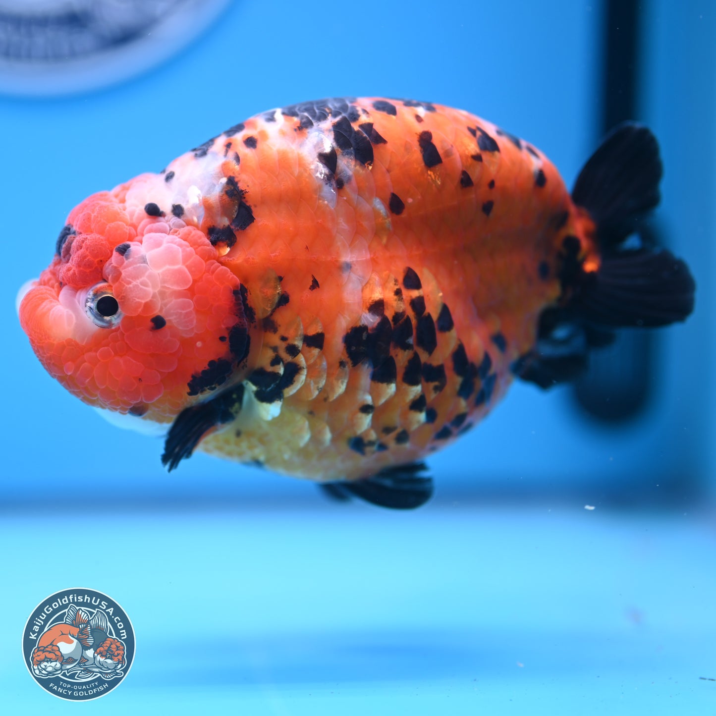 Jumbo Tricolor Cow Ranchu 5.5 inches Body - Female (241227_RC02) - Kaiju Goldfish USA