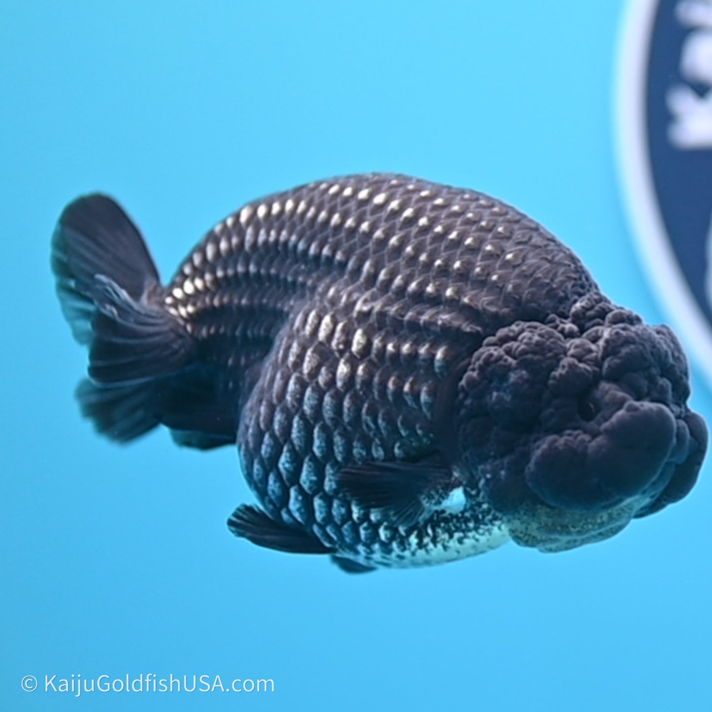 Black Platinum Ranchu 3.5 in Body (240719_RC02) - Kaiju Goldfish USA