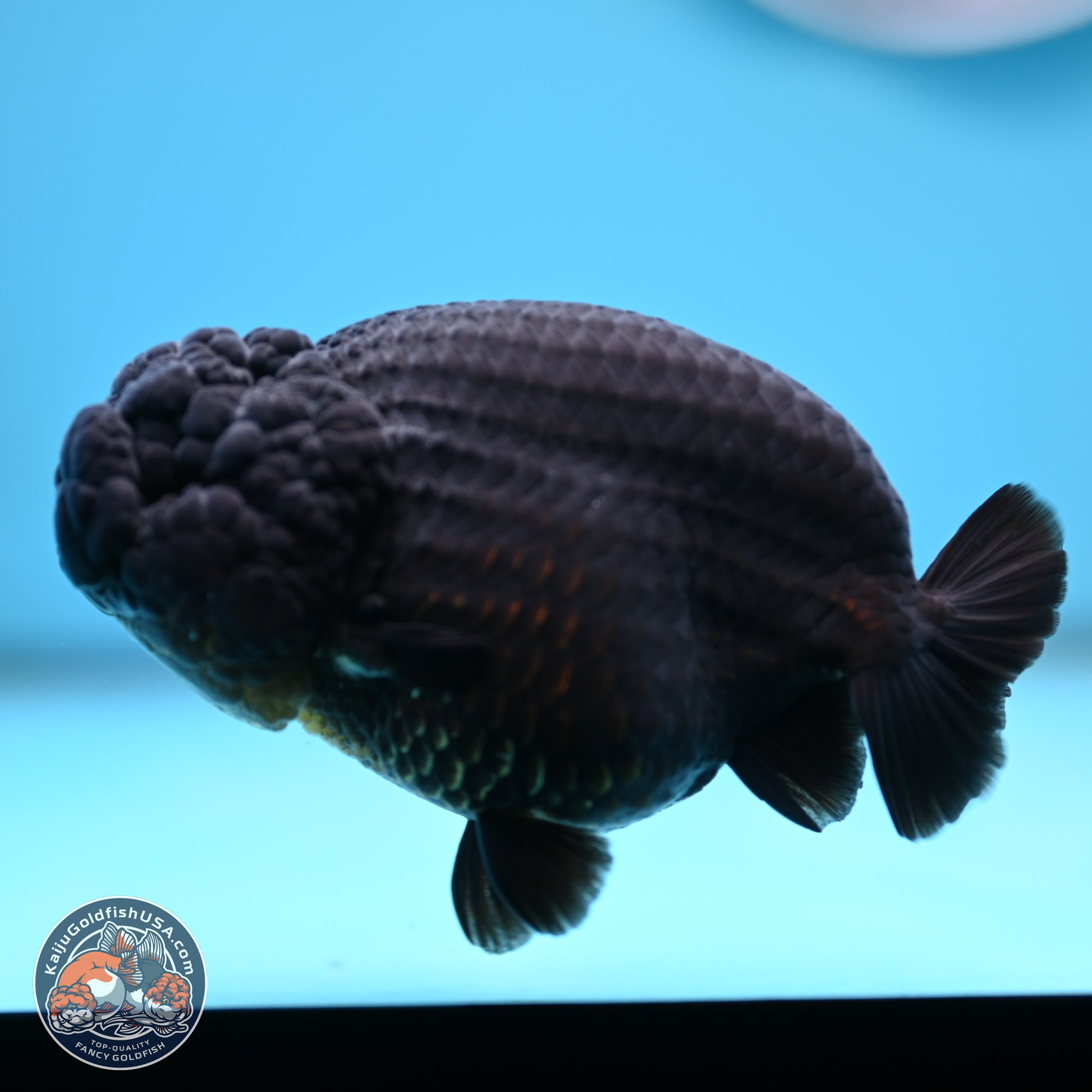 Jet Black Ranchu 5 inches (241101_RC02) - Kaiju Goldfish USA