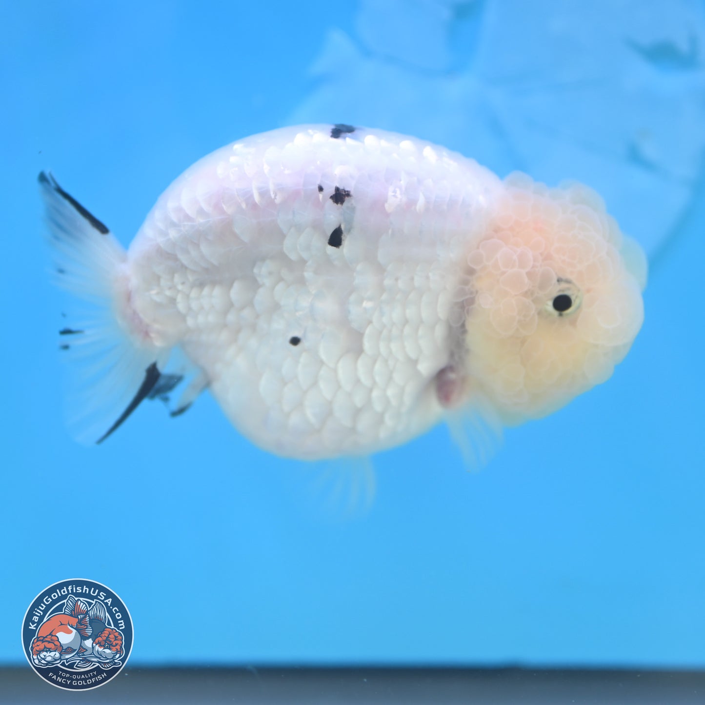 Jade Head White Tiger Ranchu 4 inches Body - Female (250131_RC02)