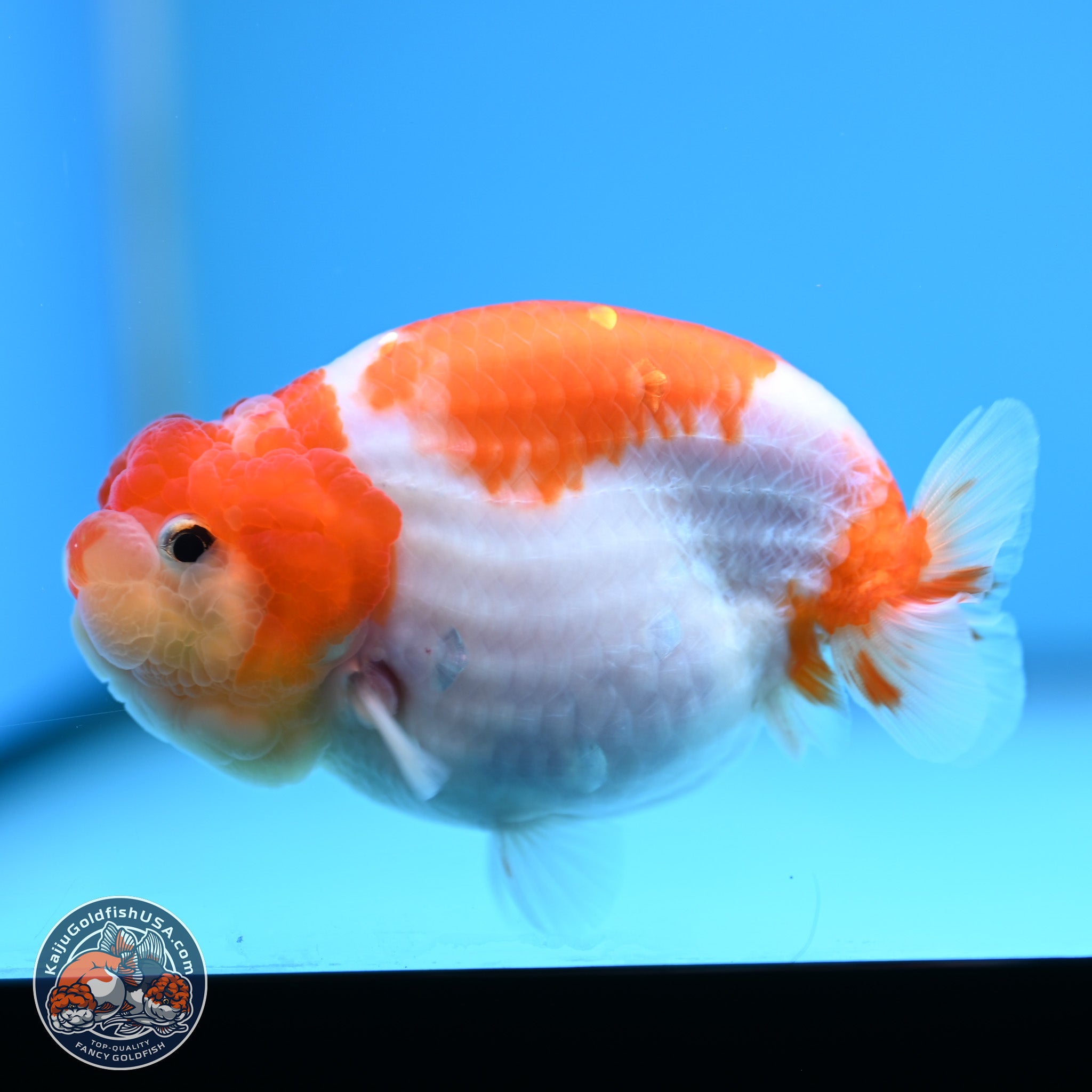 Sakura Ranchu Goldfish for Sale | Kaiju Goldfish USA