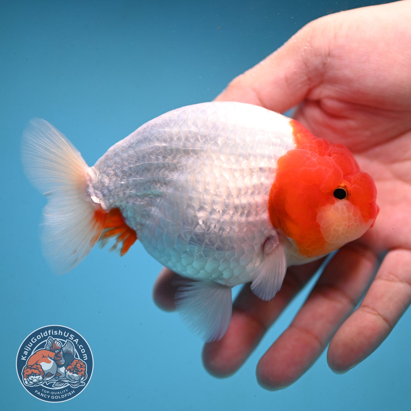 Red White Buffalo Ranchu 4 inch Body (251003_RC02)