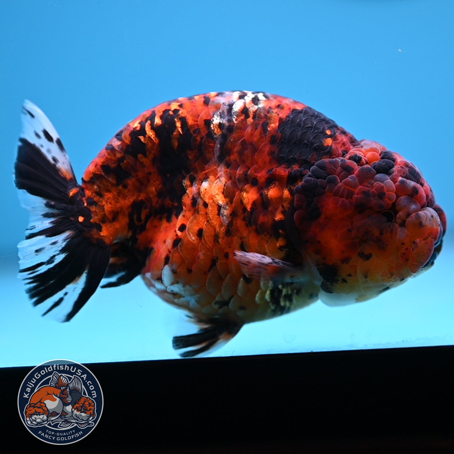 Tiger Ranchu 4.5 inches Body (250530_RC02)