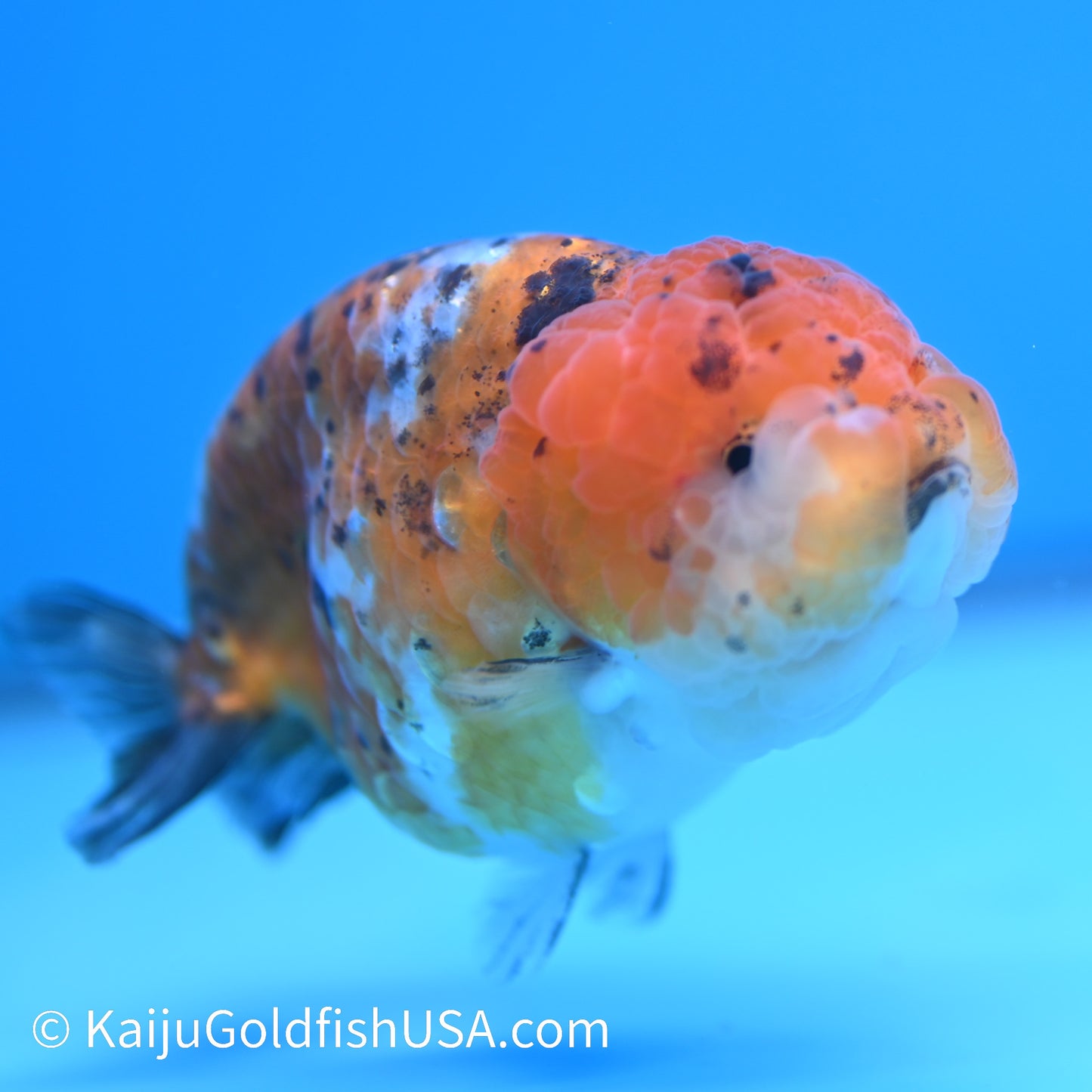 Tiny Tail Calico Lionhead Ranchu 3.5-4 inches (240308_RC02) - Kaiju Goldfish USA