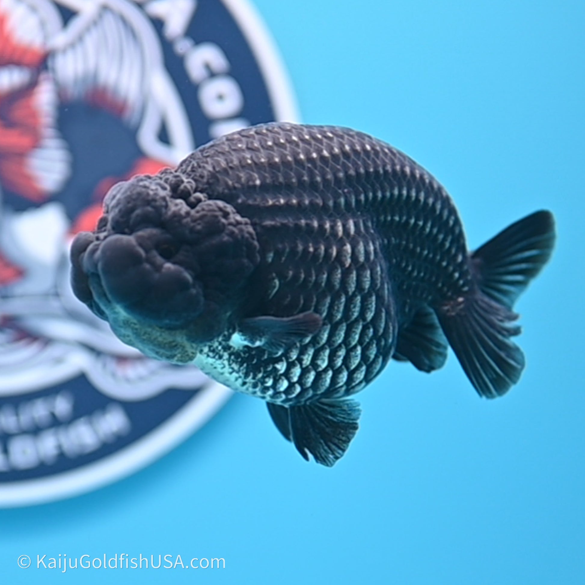 Black Platinum Ranchu 3.5 in Body (240719_RC02) - Kaiju Goldfish USA