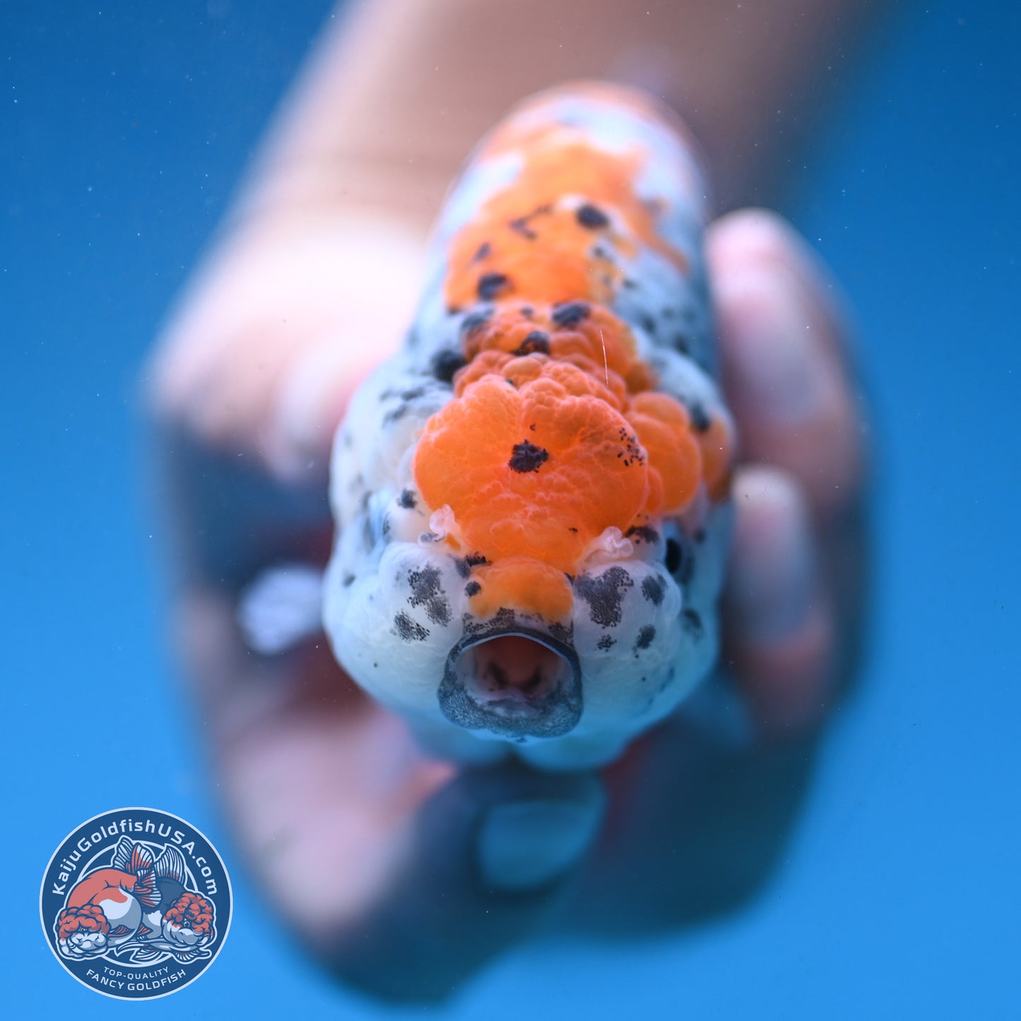 Calico Ranchu 4.5 inch Body (250926_RC02)