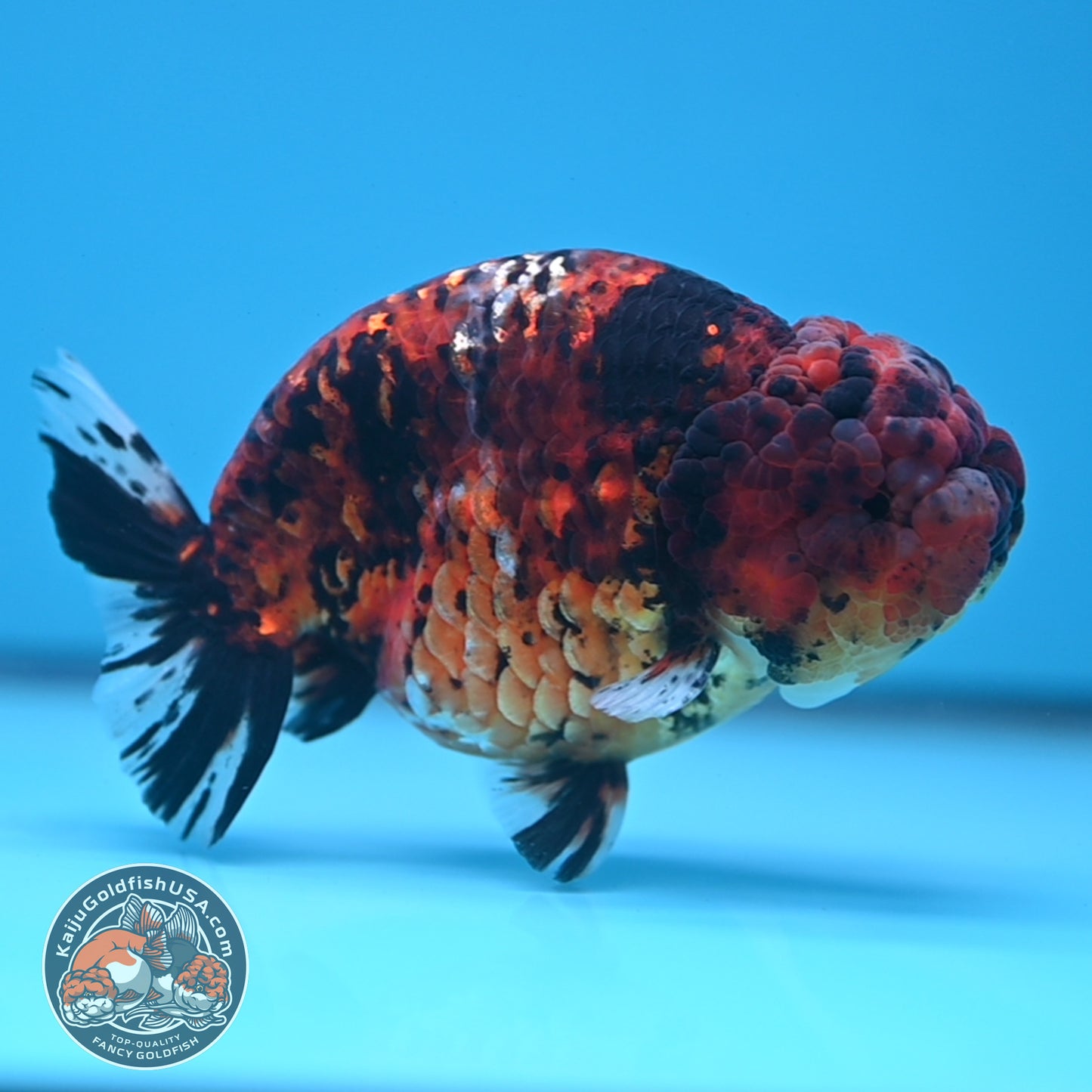 Tiger Ranchu 4.5 inches Body (250530_RC02)