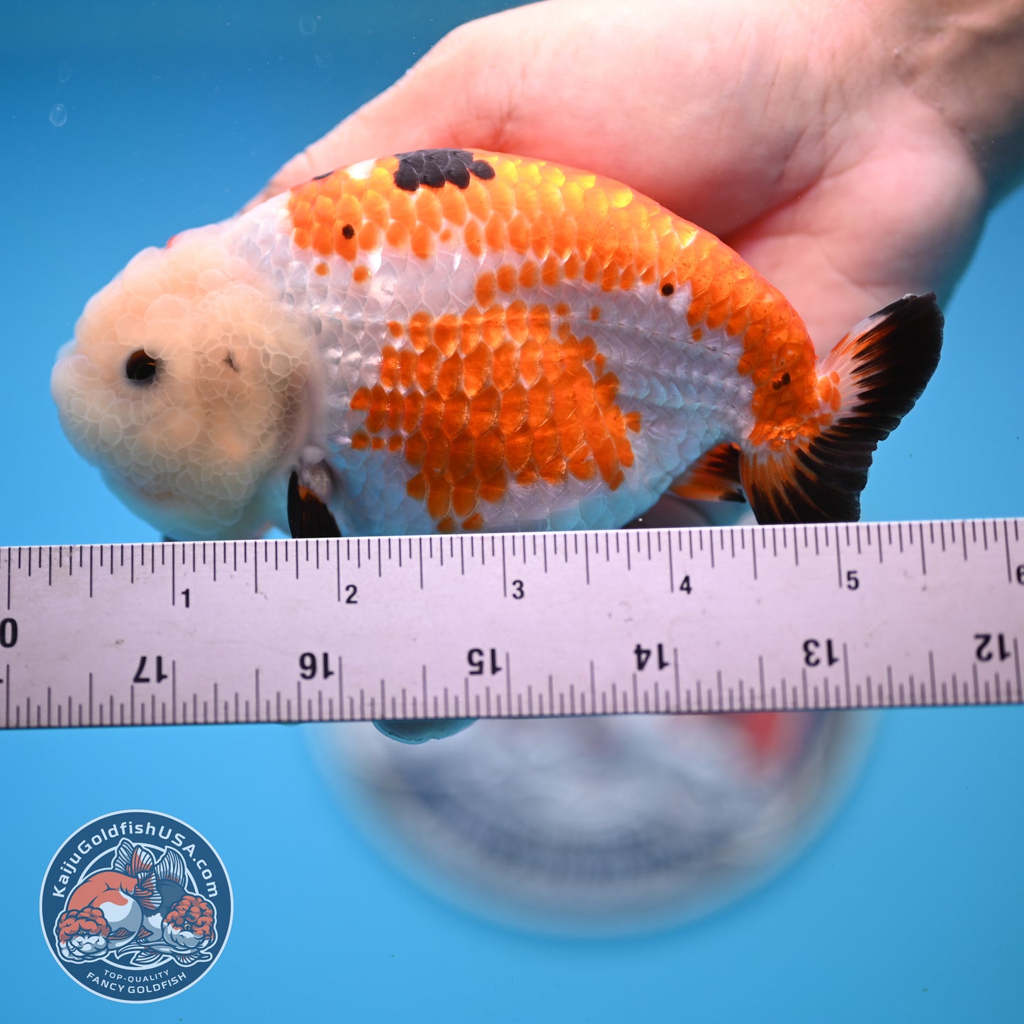 Tricolor Tiny Tail Ranchu 4.75 inches Body (250523_RC02)