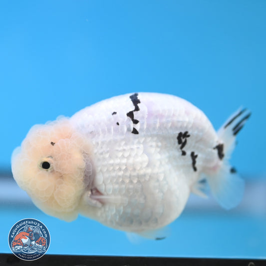 Jade Head White Tiger Ranchu 4 inches Body - Female (250131_RC02)