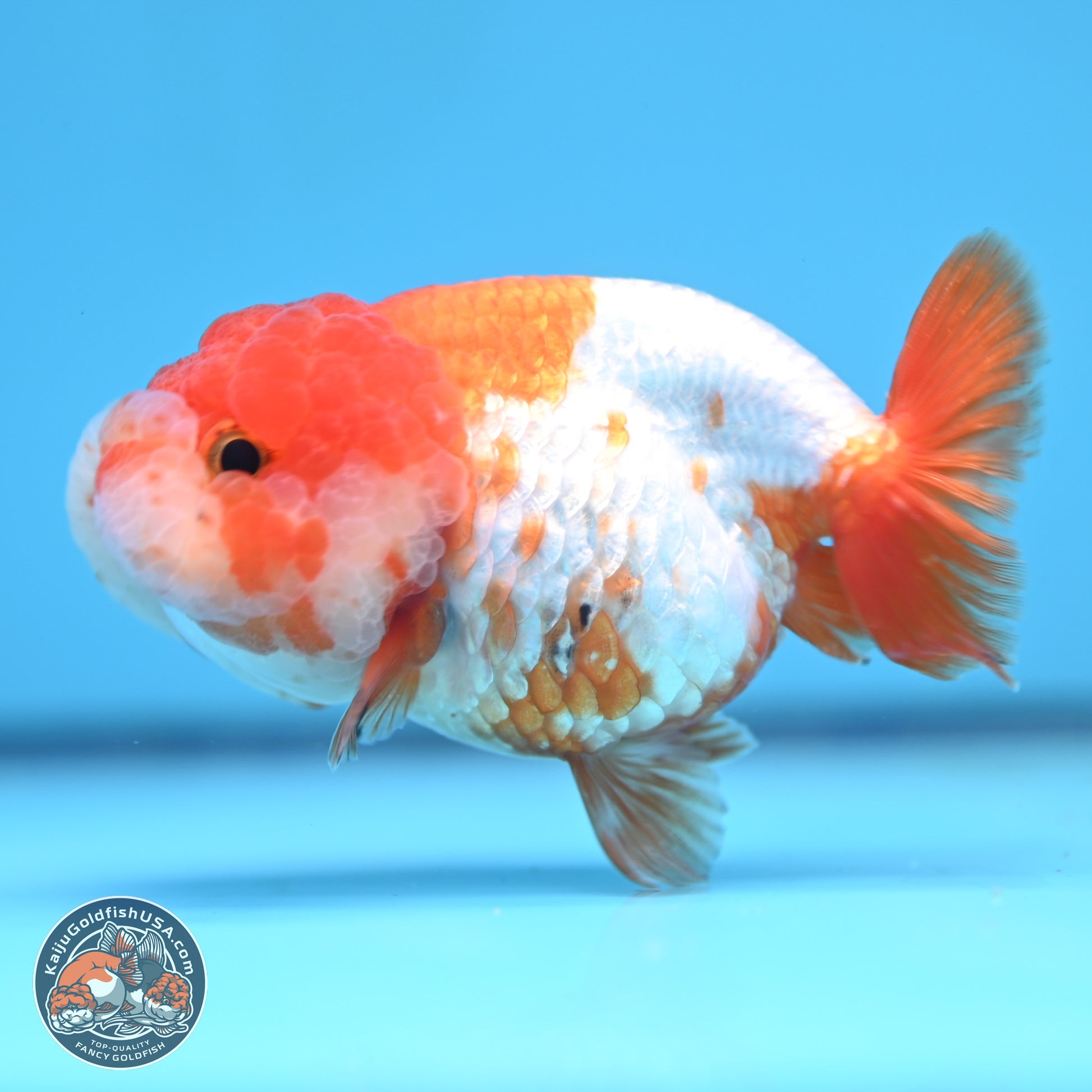 Red White Lionchu 3.5in body (240809_RC02) - Kaiju Goldfish USA