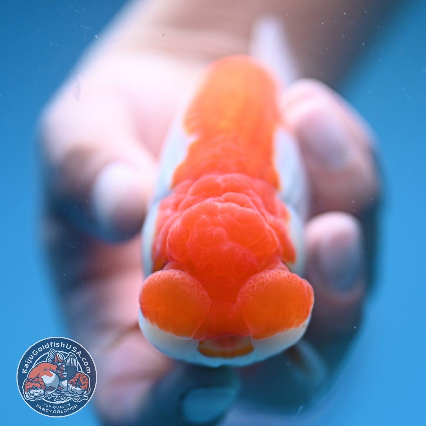 Red White Buffalo Ranchu 4 inch Body (250919_RC02)