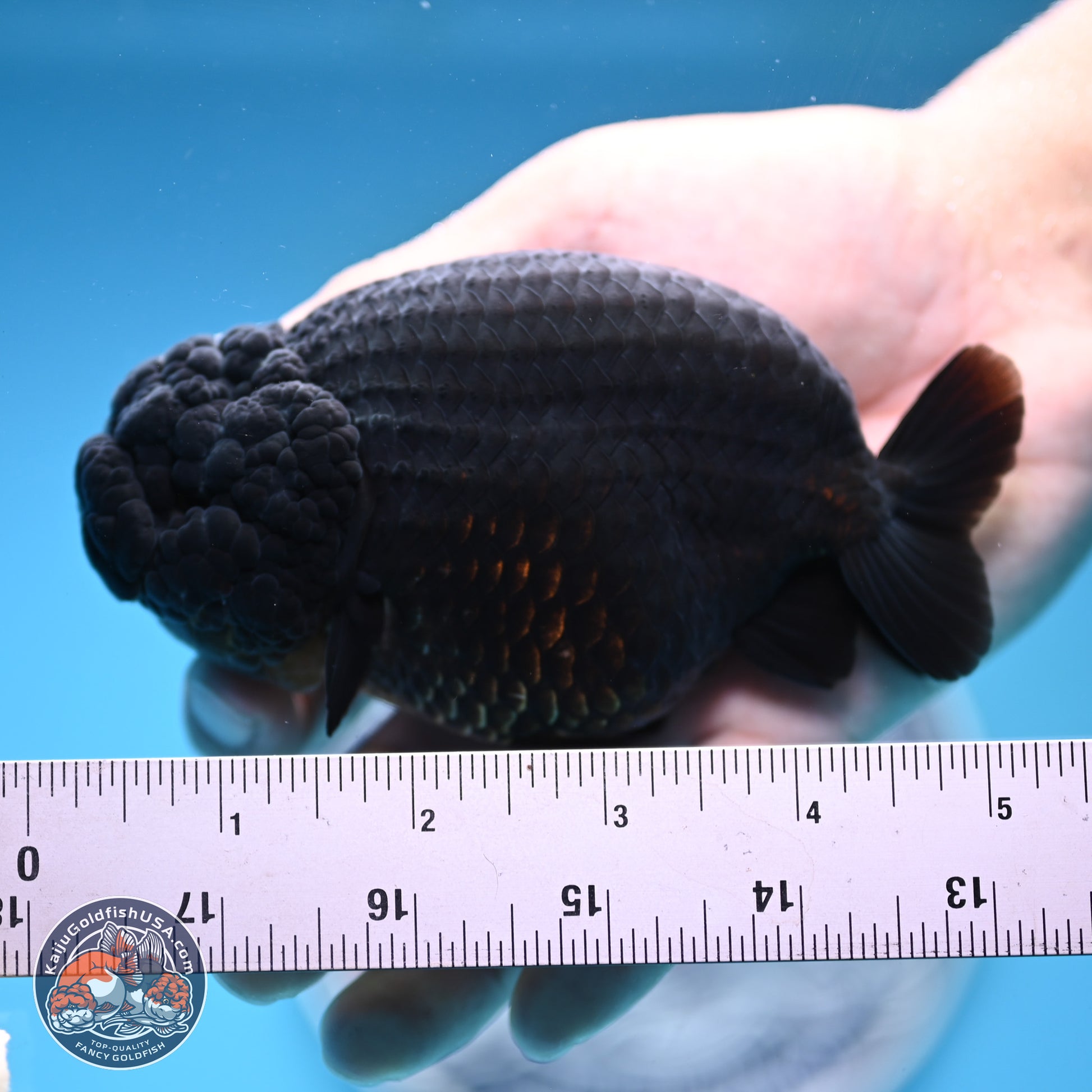 Jet Black Ranchu 5 inches (241101_RC02) - Kaiju Goldfish USA