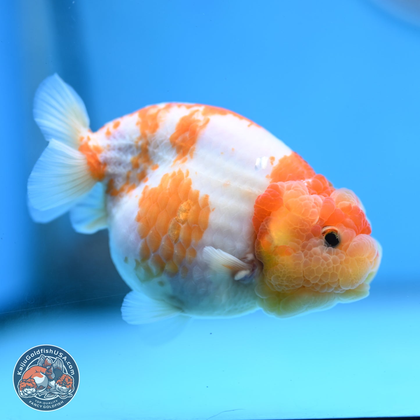 Sakura Ranchu 3.25 inches Body - Female (250228_RC02)
