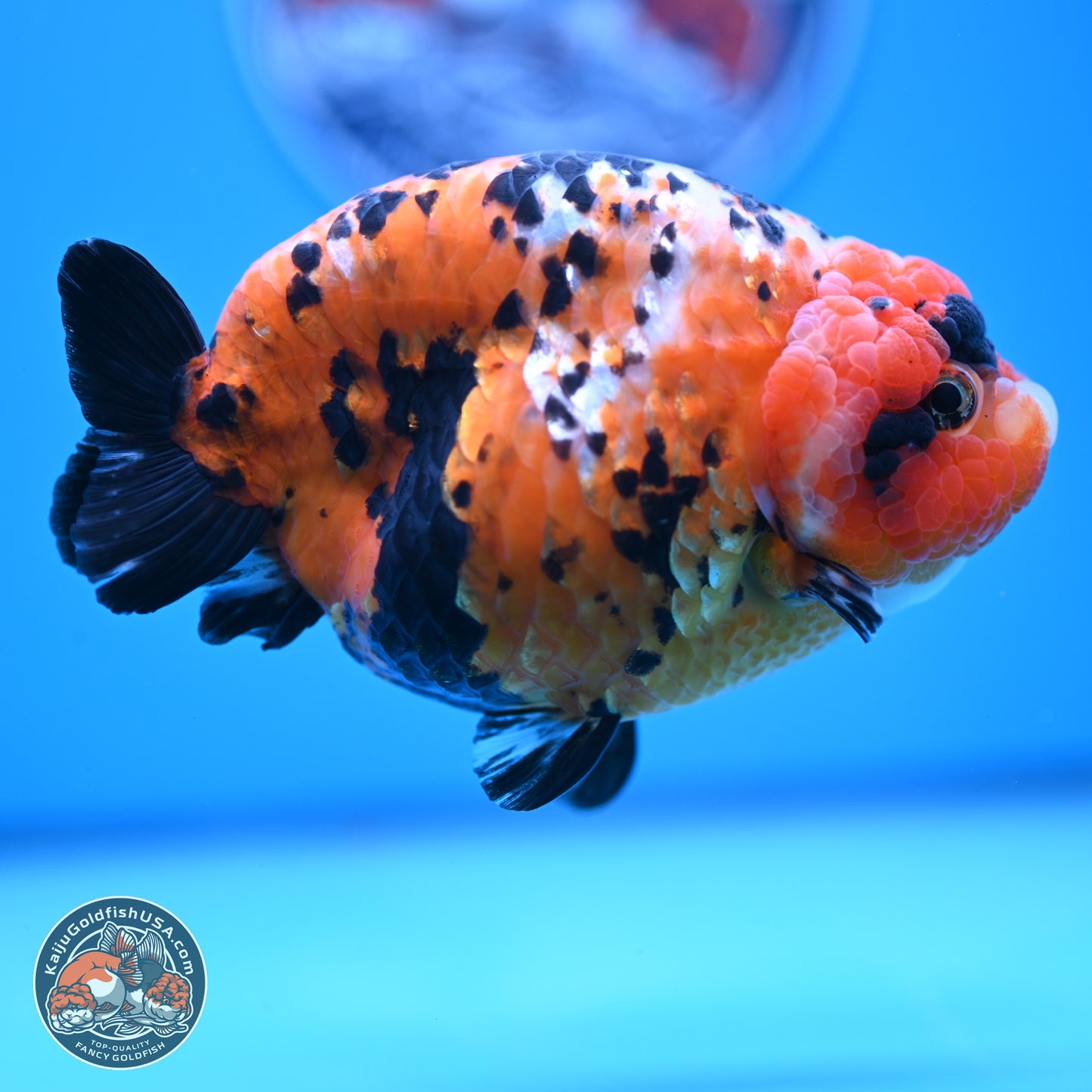 Jumbo Tricolor Cow Ranchu 5.5 inches Body - Female (241227_RC02) - Kaiju Goldfish USA