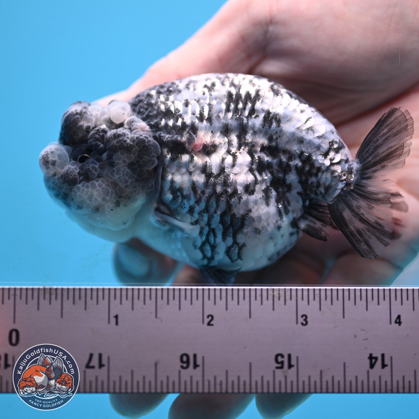 Blue Based Tiger Ranchu 3.5 inches Body - Female (250117_RC02) - Kaiju Goldfish USA