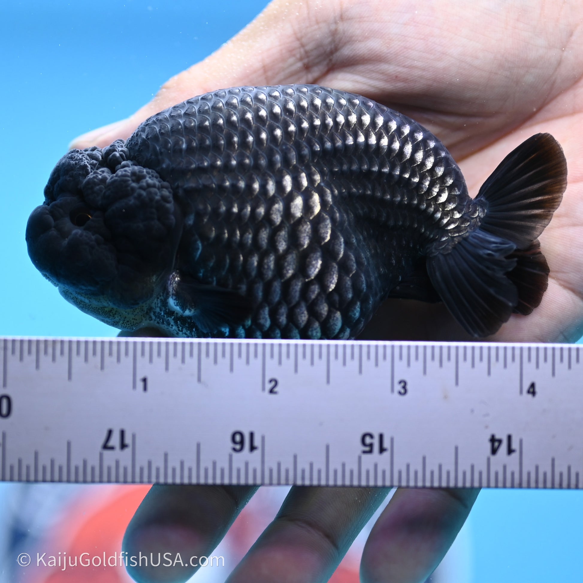 Black Platinum Ranchu 3.5 in Body (240719_RC02) - Kaiju Goldfish USA