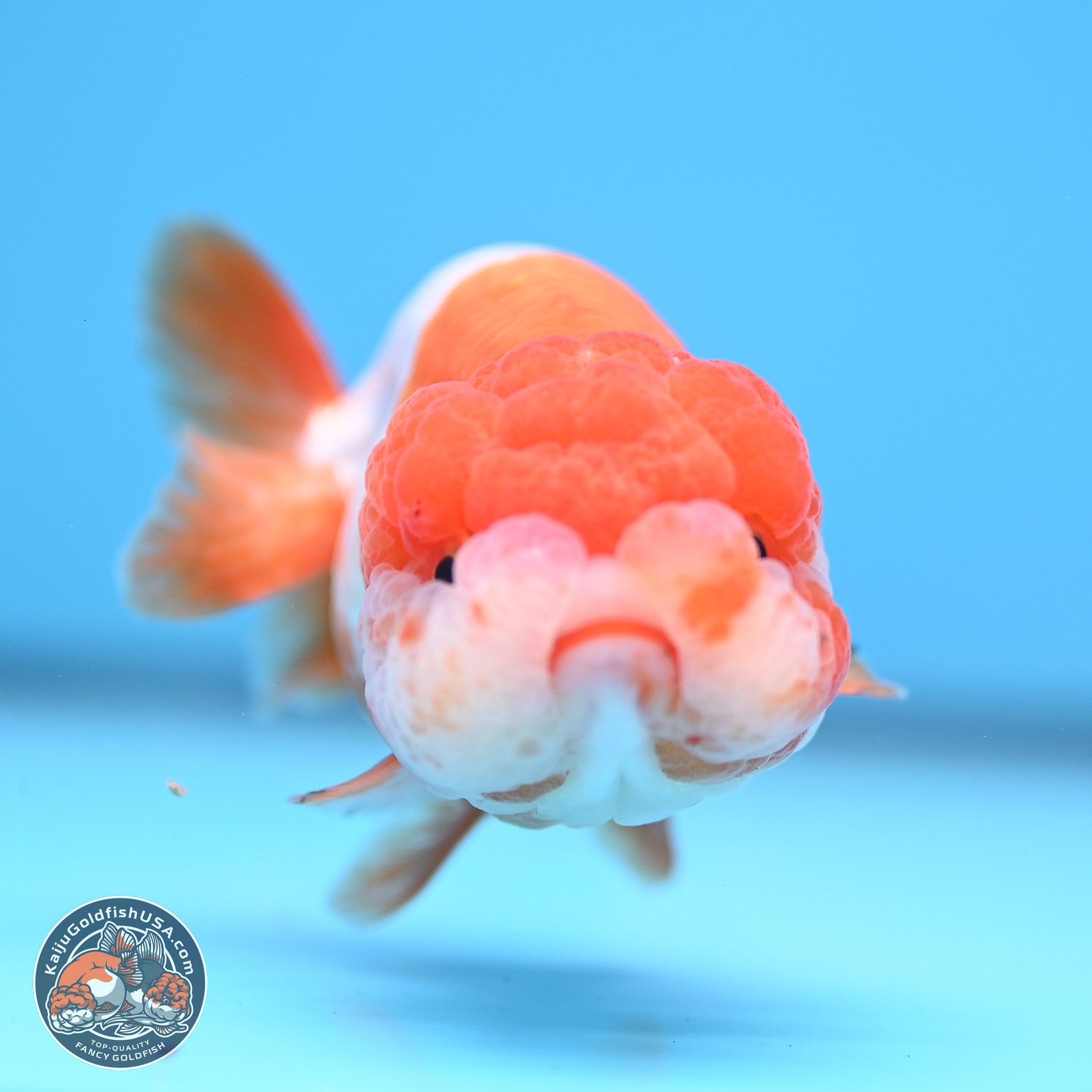 Red White Lionchu 3.5in body (240809_RC02) - Kaiju Goldfish USA