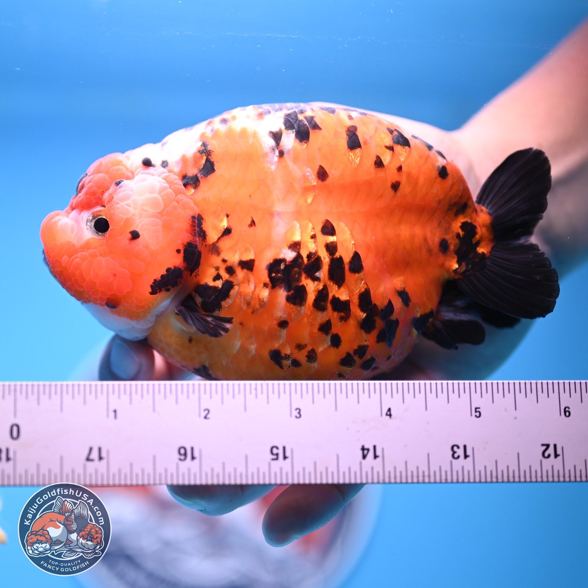 Jumbo Tricolor Cow Ranchu 5.5 inches Body - Female (241227_RC02) - Kaiju Goldfish USA