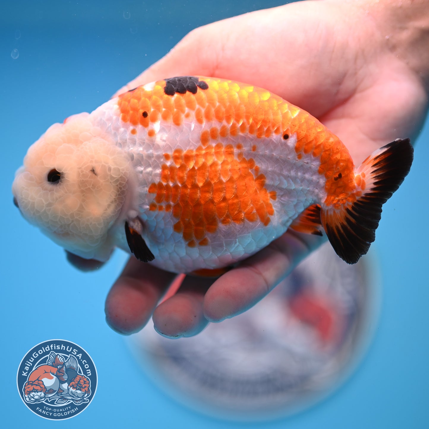 Tricolor Tiny Tail Ranchu 4.75 inches Body (250523_RC02)
