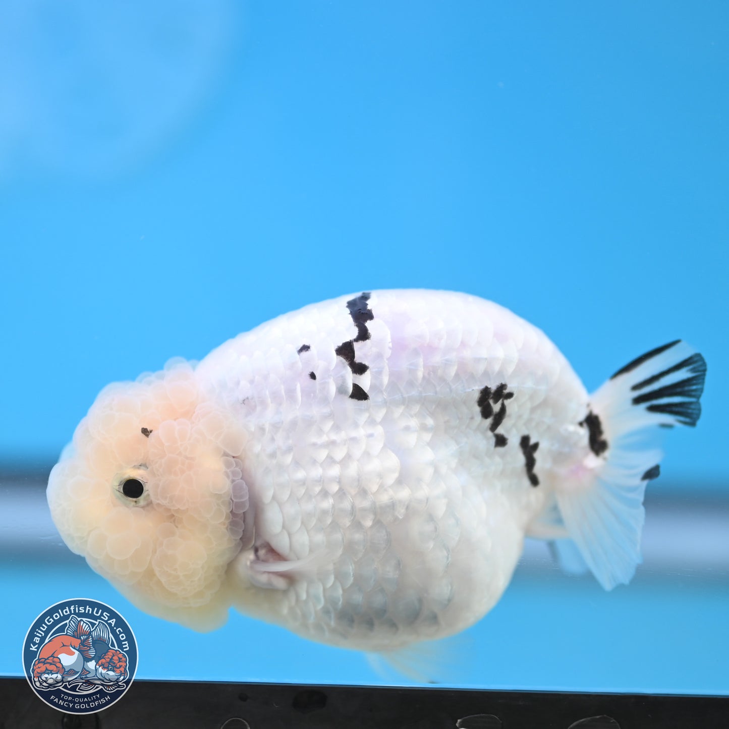 Jade Head White Tiger Ranchu 4 inches Body - Female (250131_RC02)