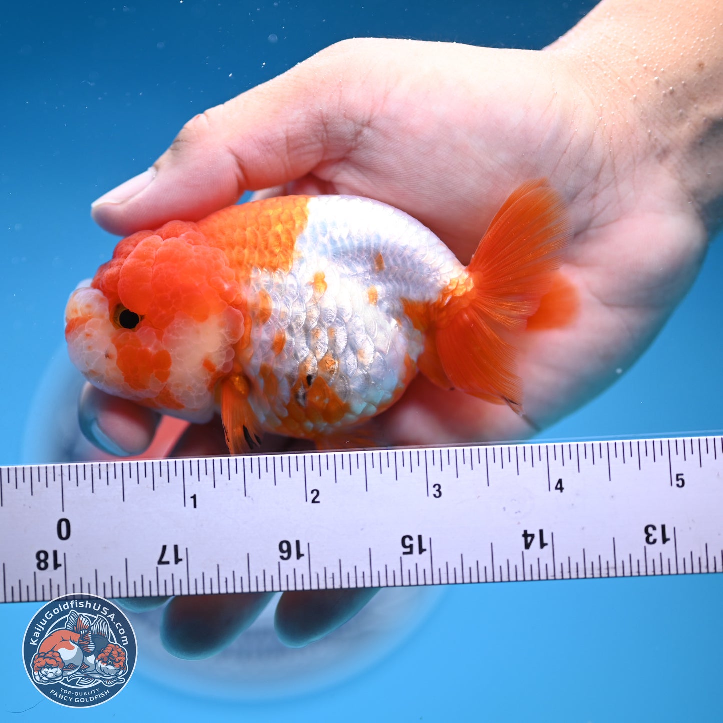 Red White Lionchu 3.5in body (240809_RC02) - Kaiju Goldfish USA