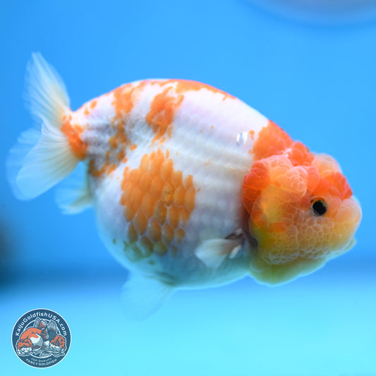 Sakura Ranchu 3.25 inches Body - Female (250228_RC02)