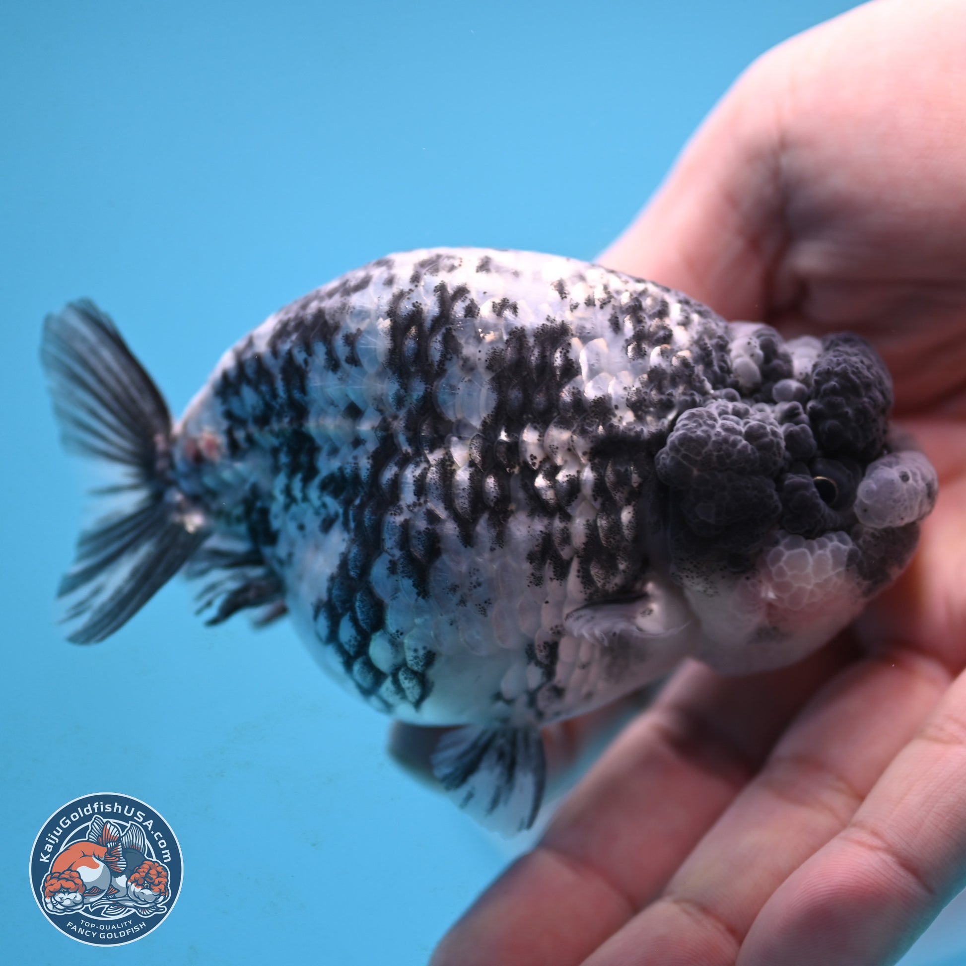 Blue Based Tiger Ranchu 3.5 inches Body - Female (250117_RC02) - Kaiju Goldfish USA