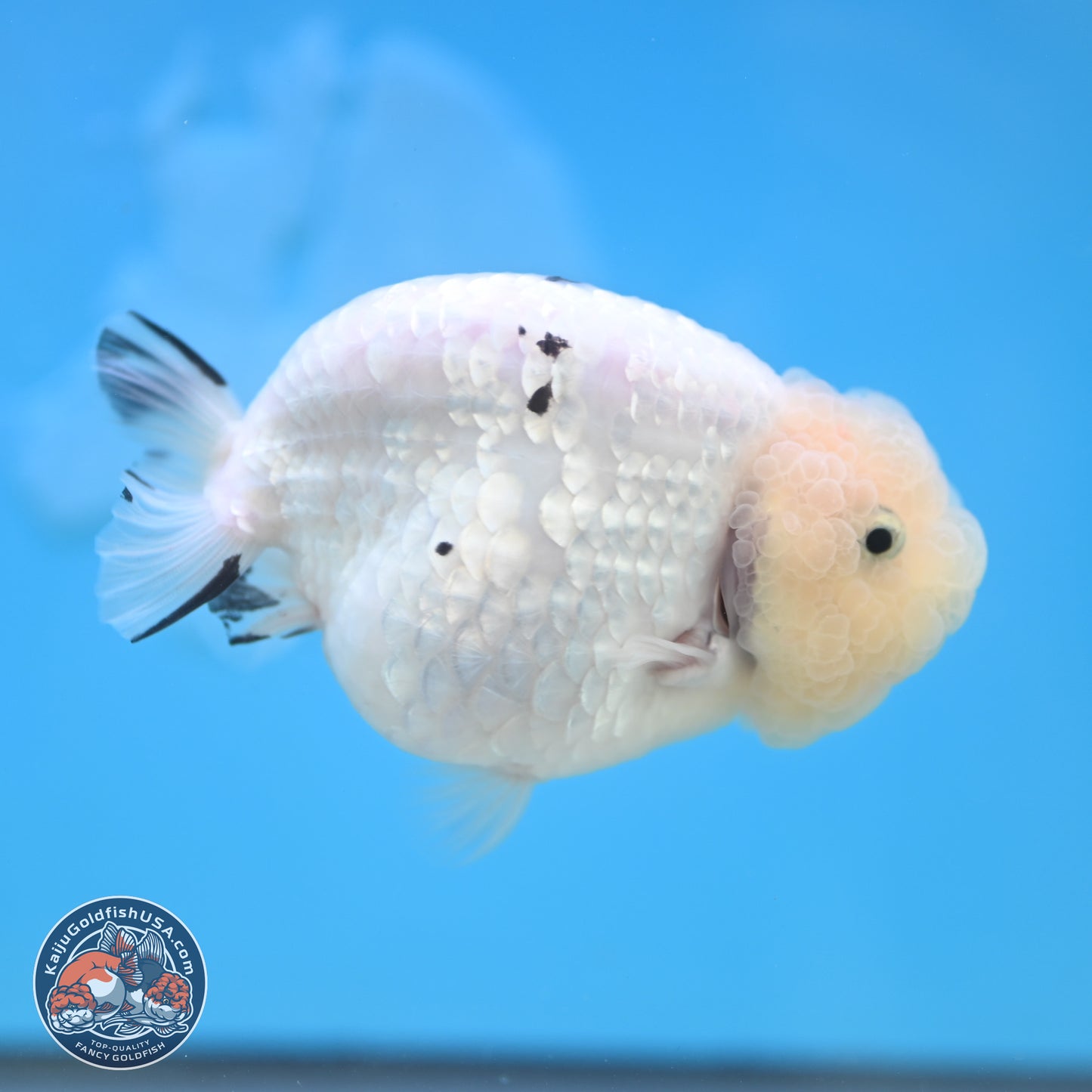 Jade Head White Tiger Ranchu 4 inches Body - Female (250131_RC02)