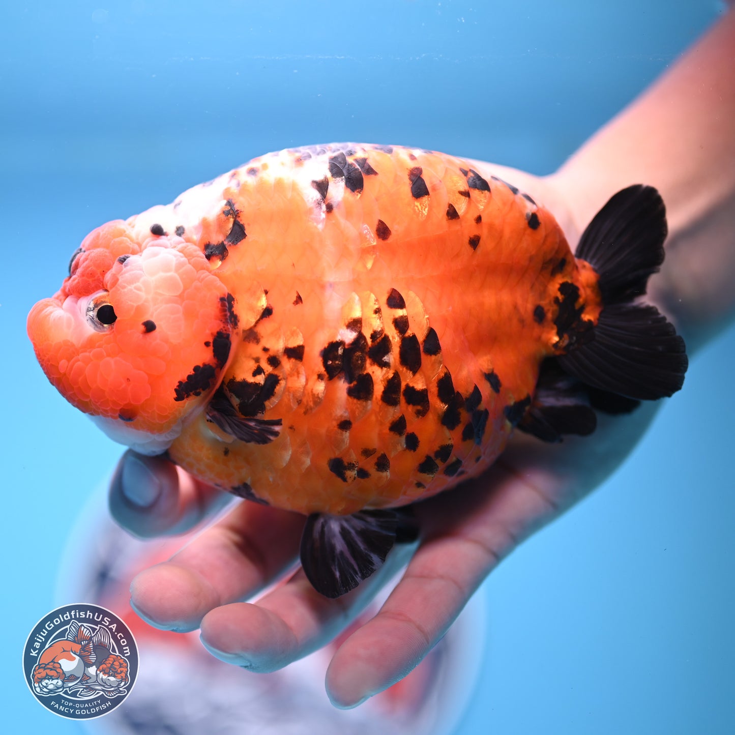 Jumbo Tricolor Cow Ranchu 5.5 inches Body - Female (241227_RC02) - Kaiju Goldfish USA