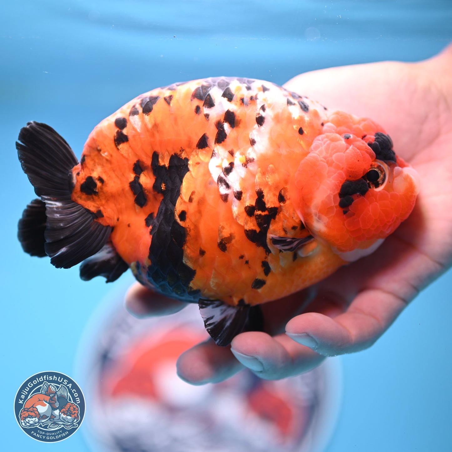 Jumbo Tricolor Cow Ranchu 5.5 inches Body - Female (241227_RC02) - Kaiju Goldfish USA