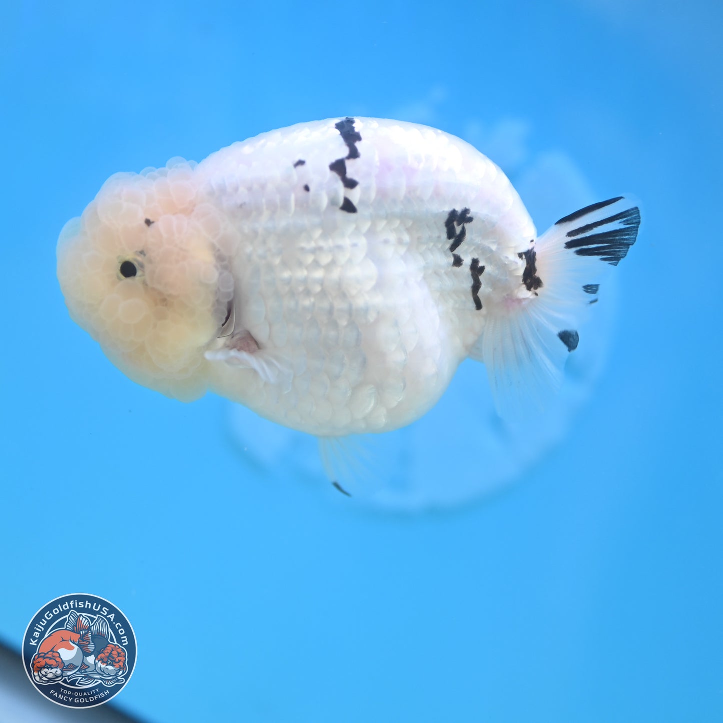 Jade Head White Tiger Ranchu 4 inches Body - Female (250131_RC02)