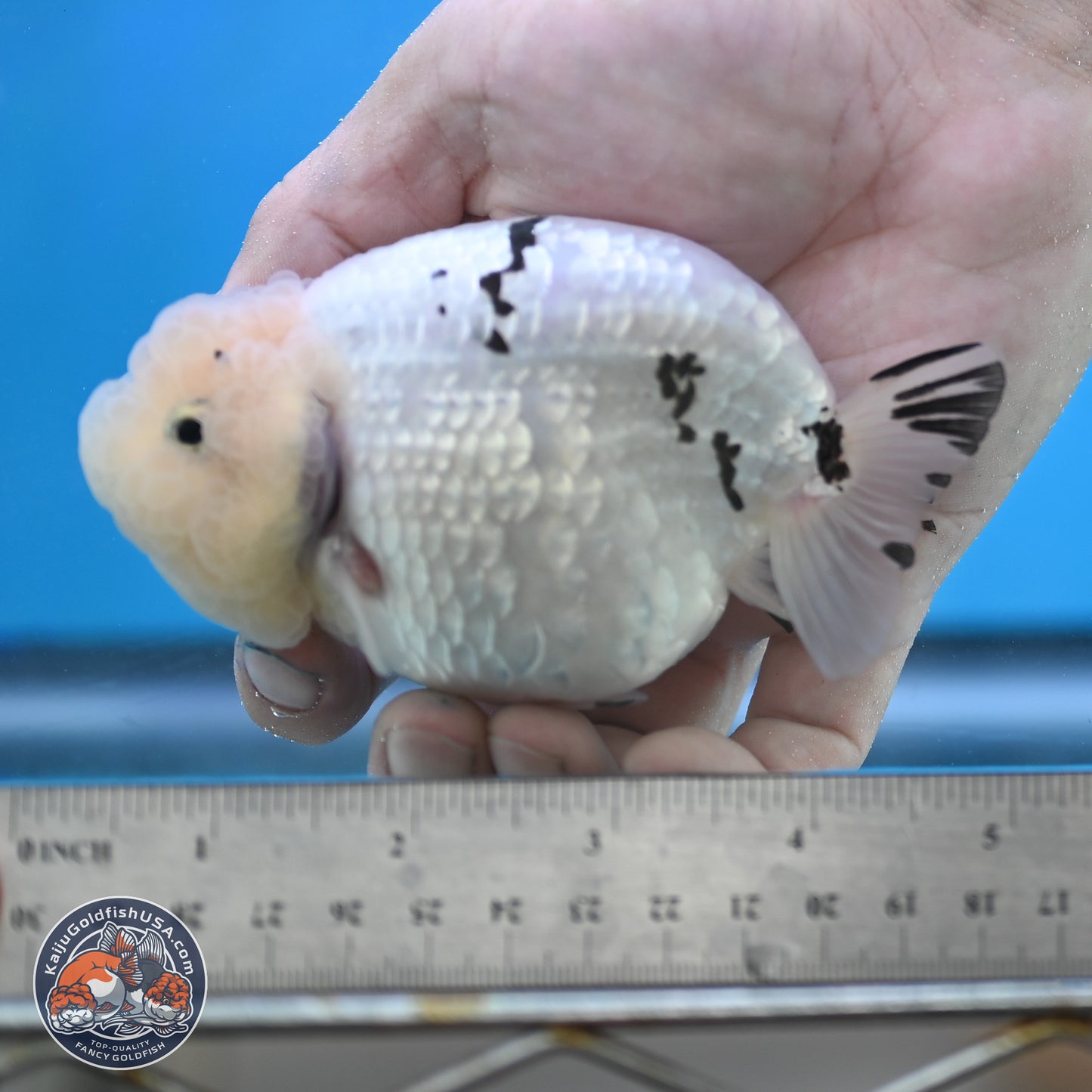 Jade Head White Tiger Ranchu 4 inches Body - Female (250131_RC02)