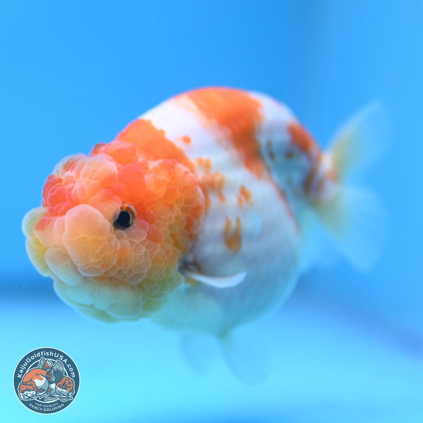 Sakura Ranchu 3.25 inches Body - Female (250228_RC02)
