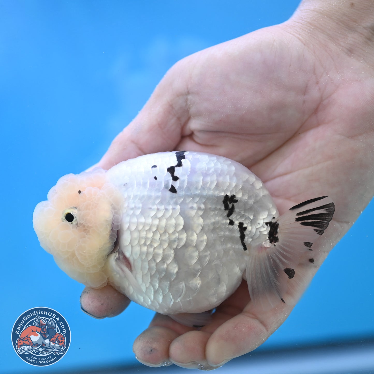 Jade Head White Tiger Ranchu 4 inches Body - Female (250131_RC02)