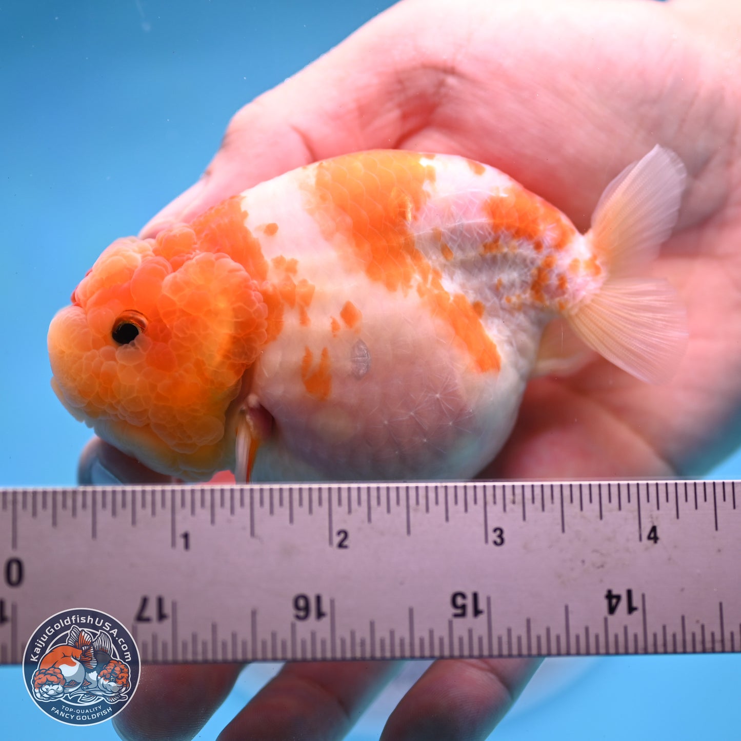 Sakura Ranchu 3.25 inches Body - Female (250228_RC02)